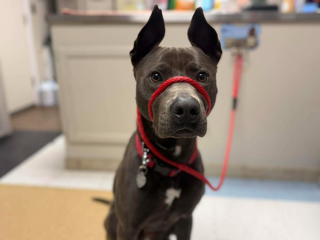 Brinkley, Adoptable, Young Male Mixed Breed.