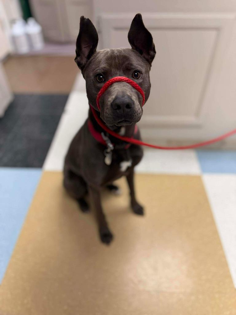 Enlarge Brinkley, a Adoptable mixed breed in Raleigh, NC image 2/6