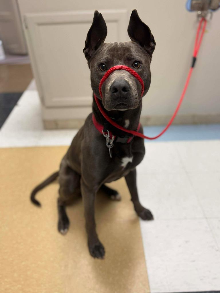 Enlarge Brinkley, a Adoptable mixed breed in Raleigh, NC image 3/6