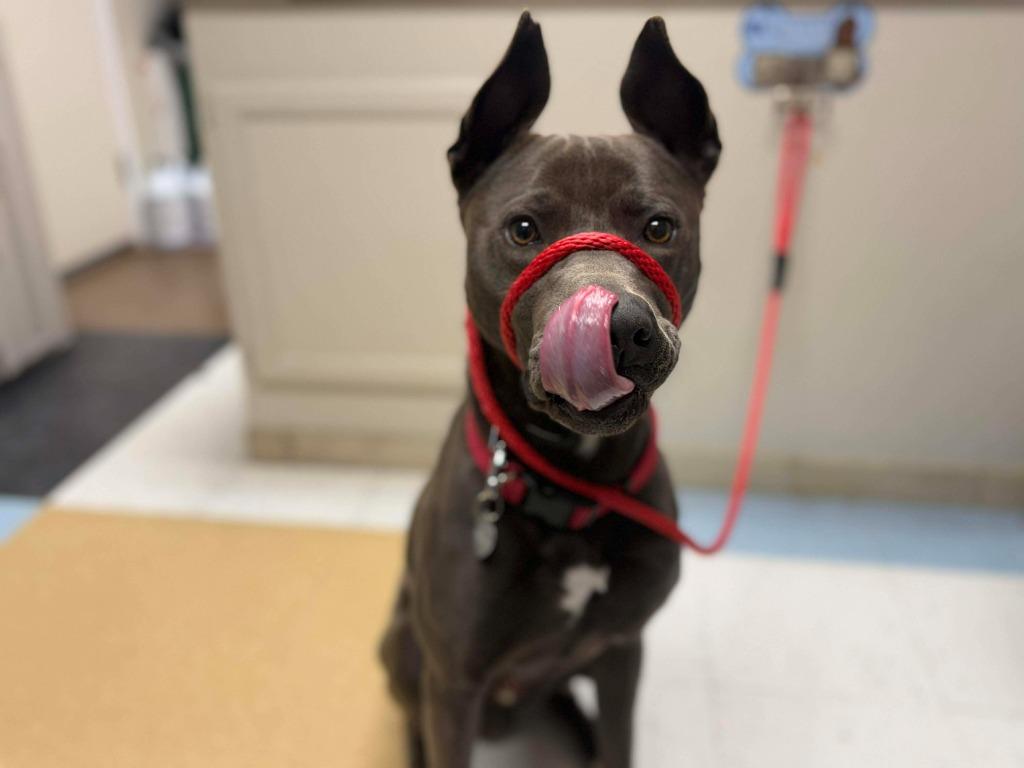 Enlarge Brinkley, a Adoptable mixed breed in Raleigh, NC image 4/6