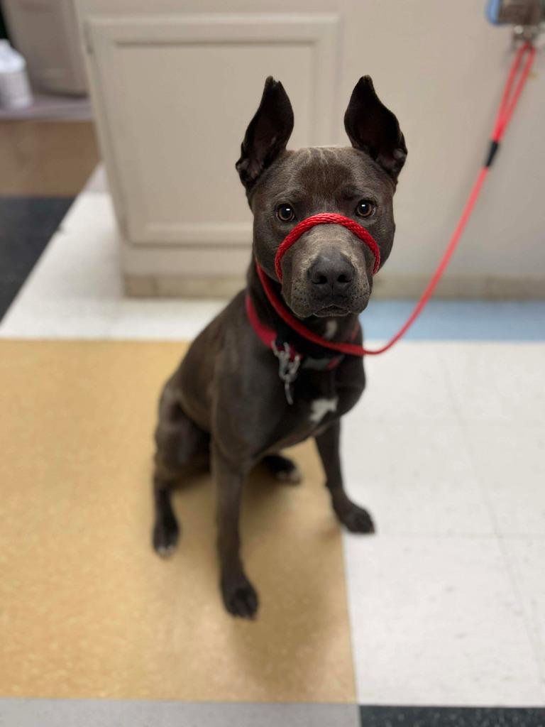 Enlarge Brinkley, a Adoptable mixed breed in Raleigh, NC image 6/6