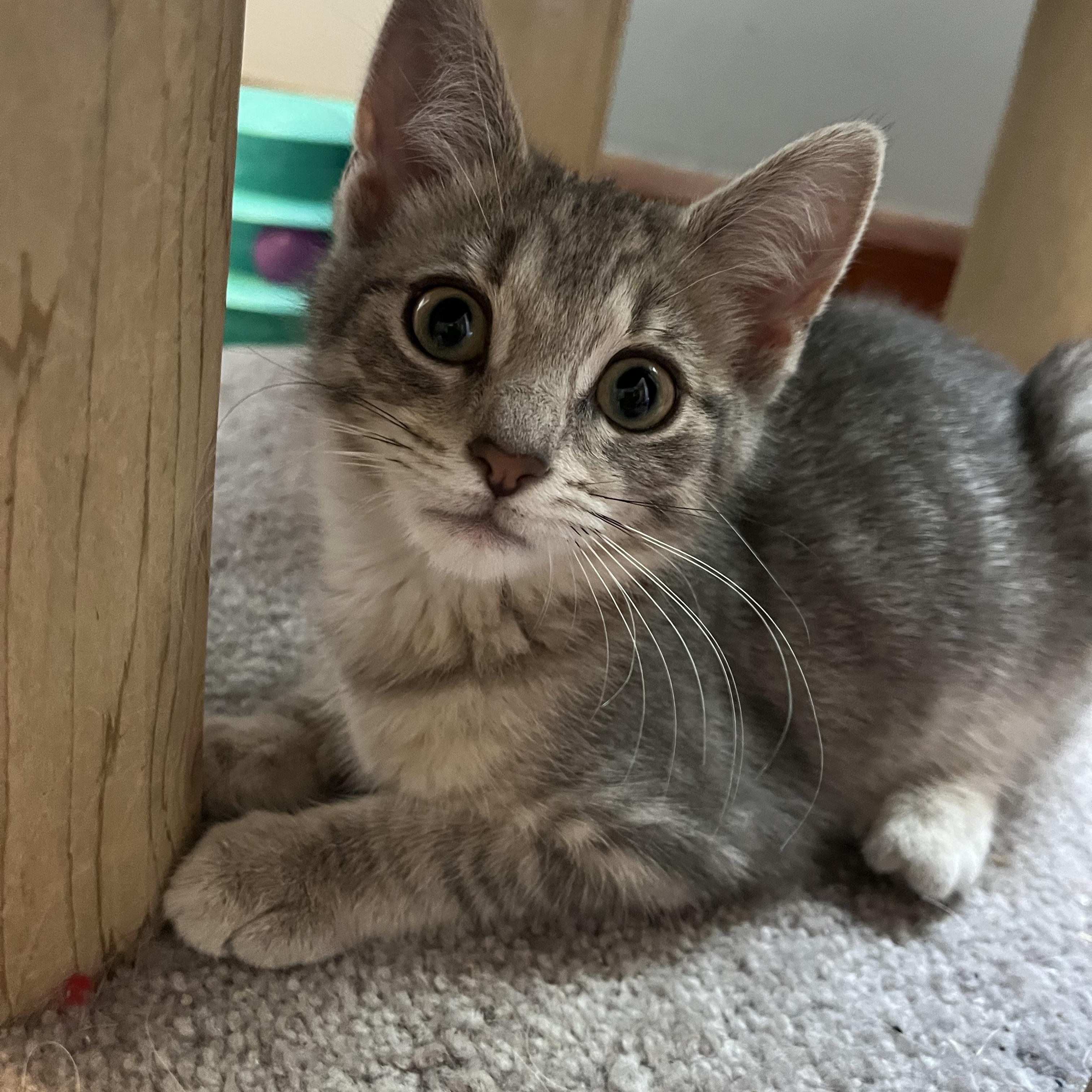Enlarge Thundera, an adopted mixed breed in Massillon, OH image 2/3