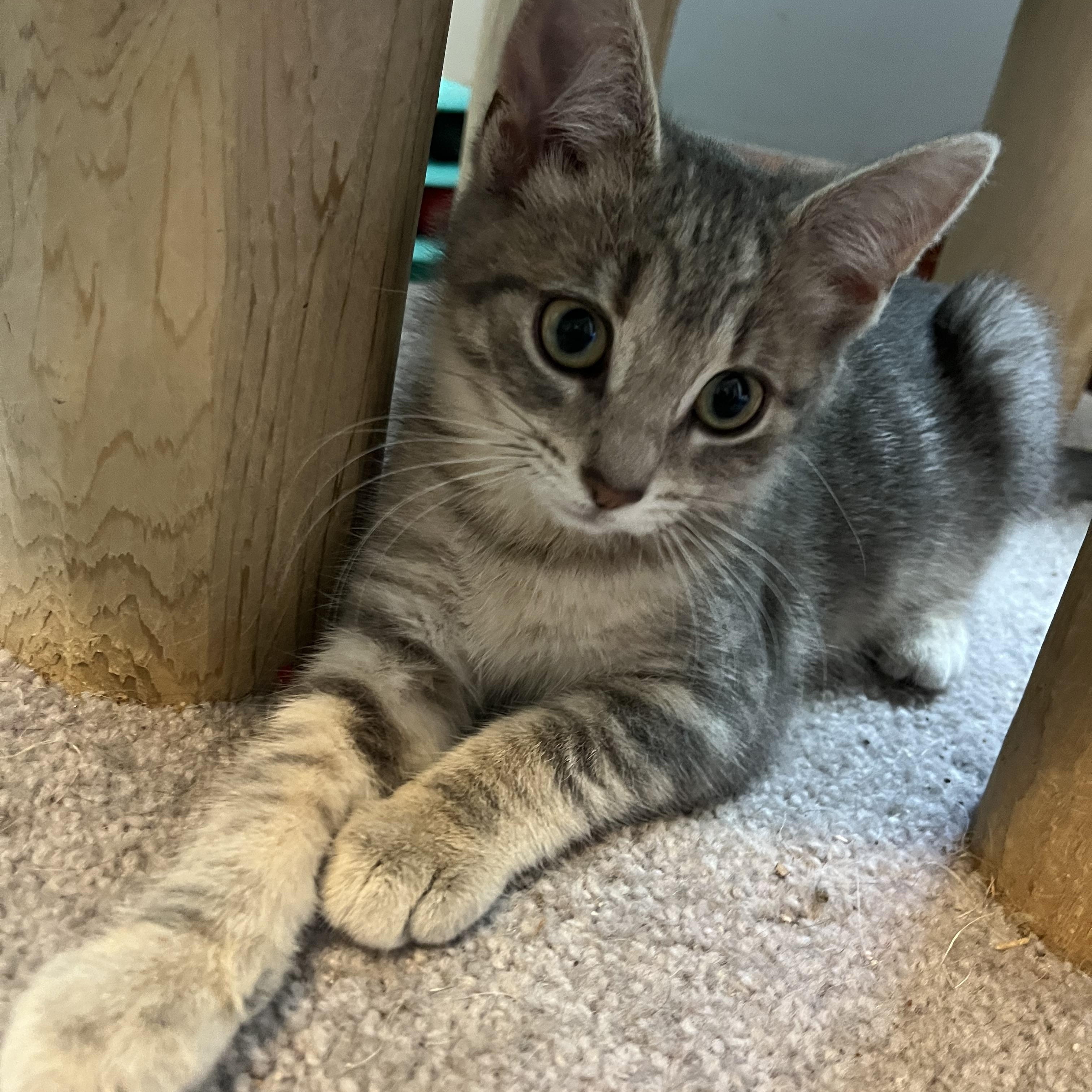Enlarge Thundera, an adopted mixed breed in Massillon, OH image 3/3