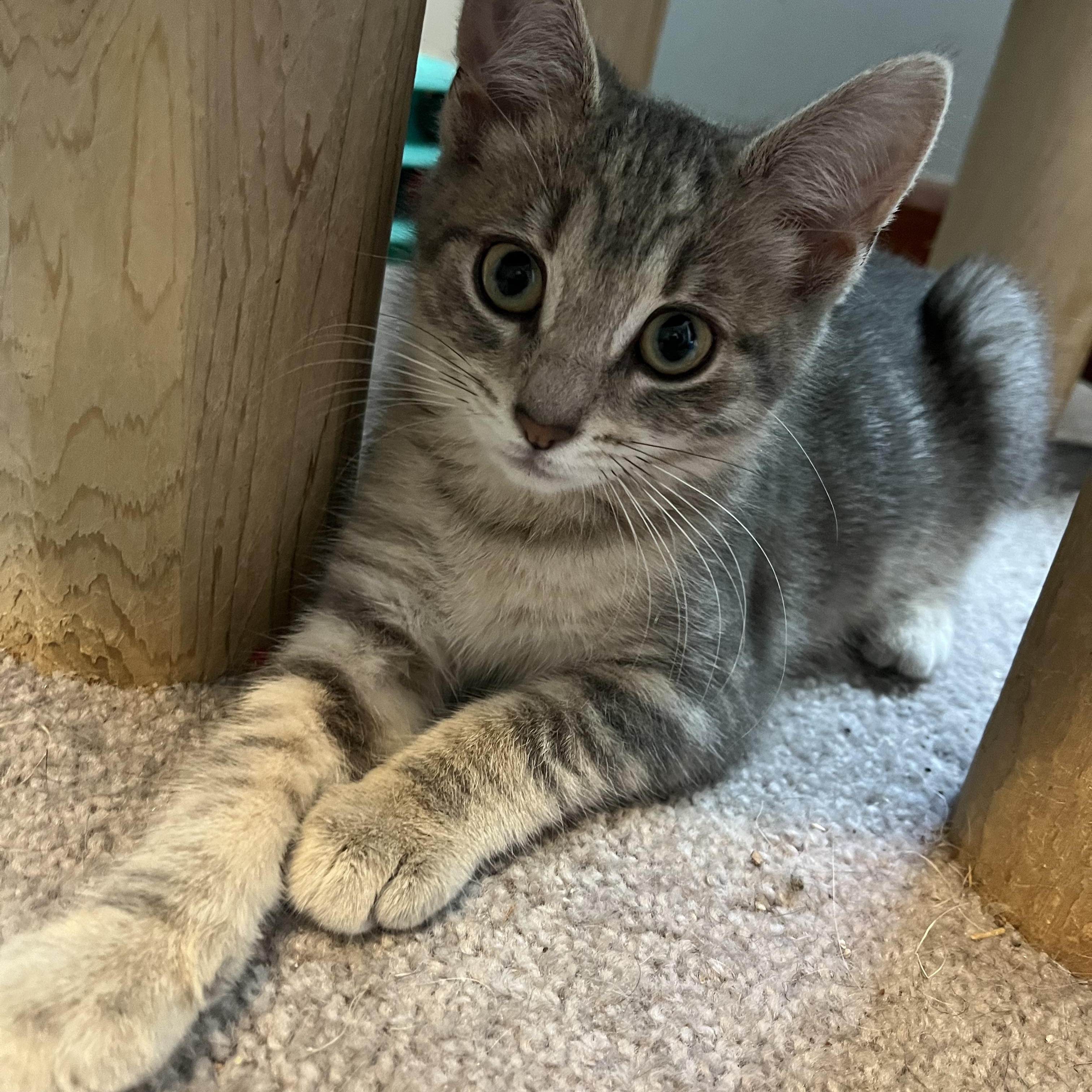 Thundera, adopted, Kitten Female Domestic Short Hair & Domestic Medium Hair.