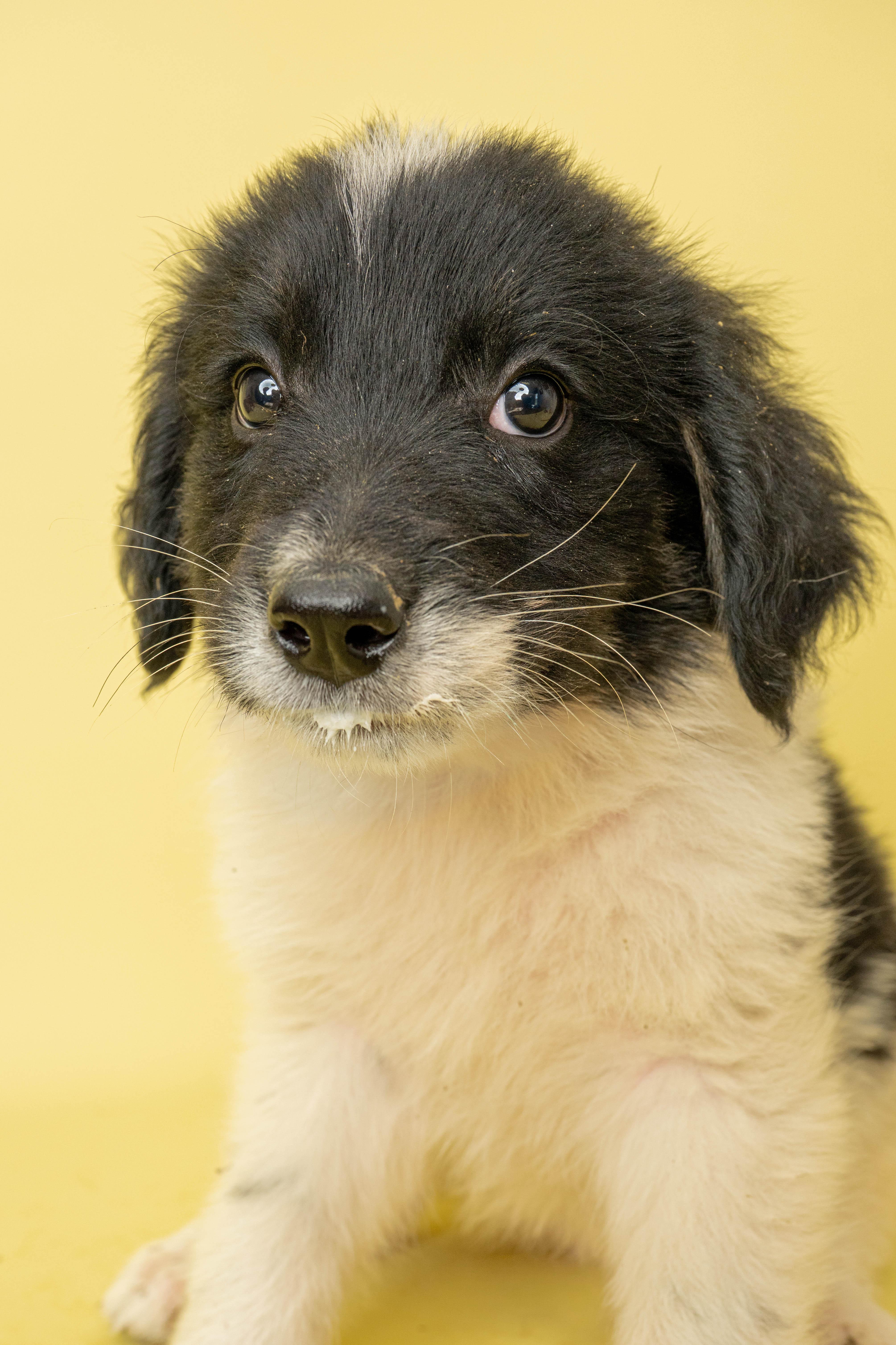 Mr. Sticky, a ADOPTABLE Mixed Breed in Rock Springs, WY image 3/3