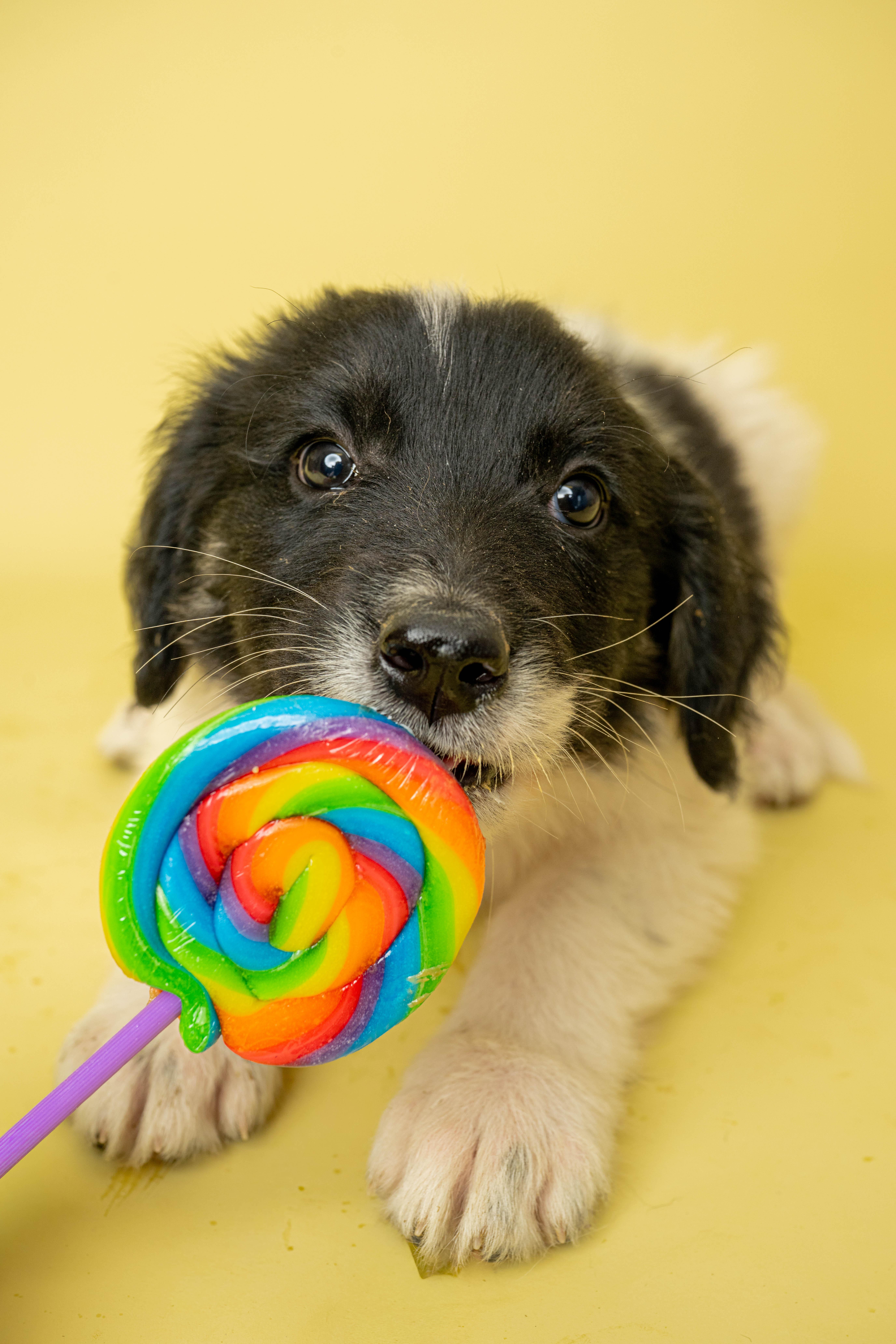 Mr. Sticky, a ADOPTABLE Mixed Breed in Rock Springs, WY image 2/3