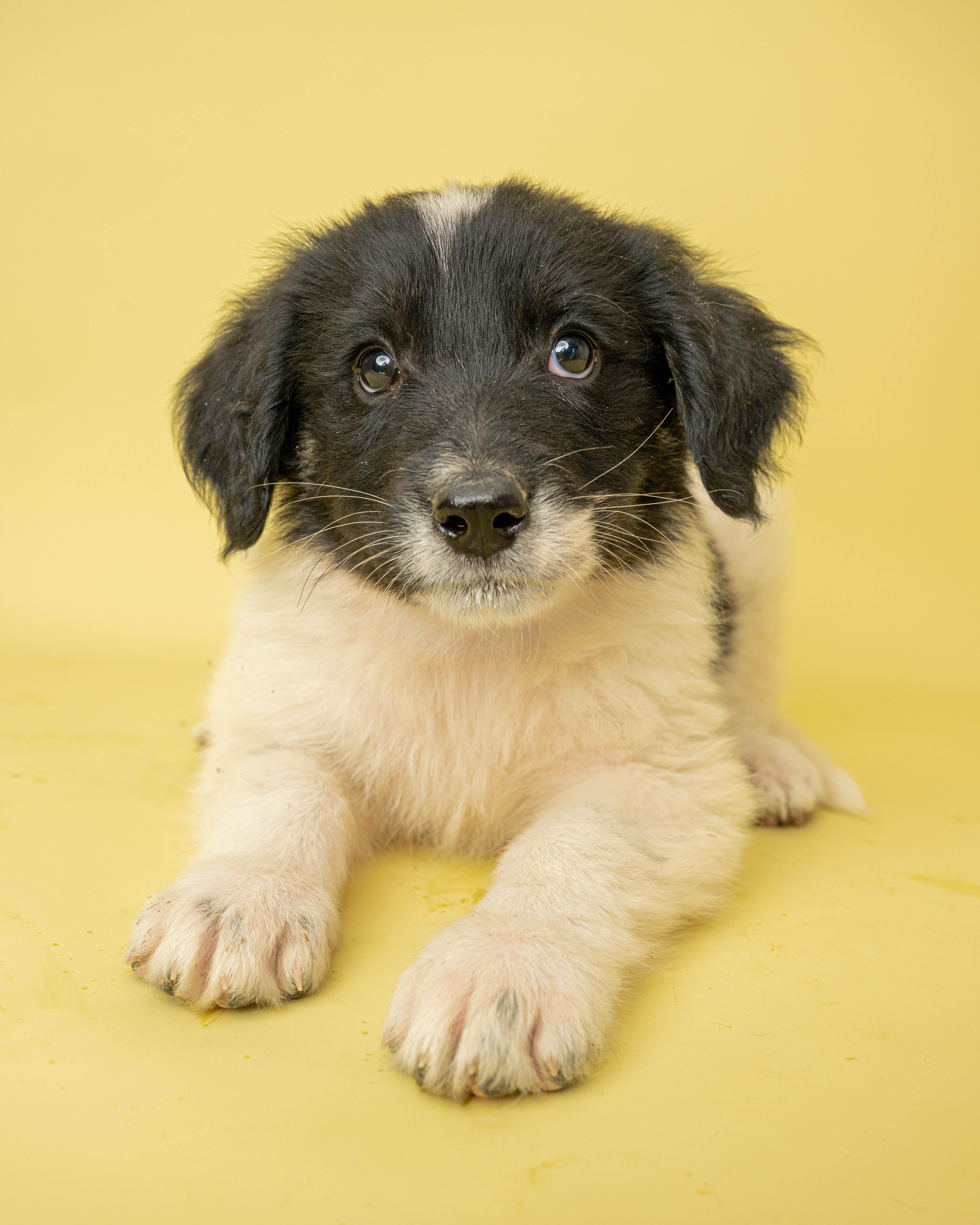 Mr. Sticky, ADOPTABLE, Puppy Male Mixed Breed.
