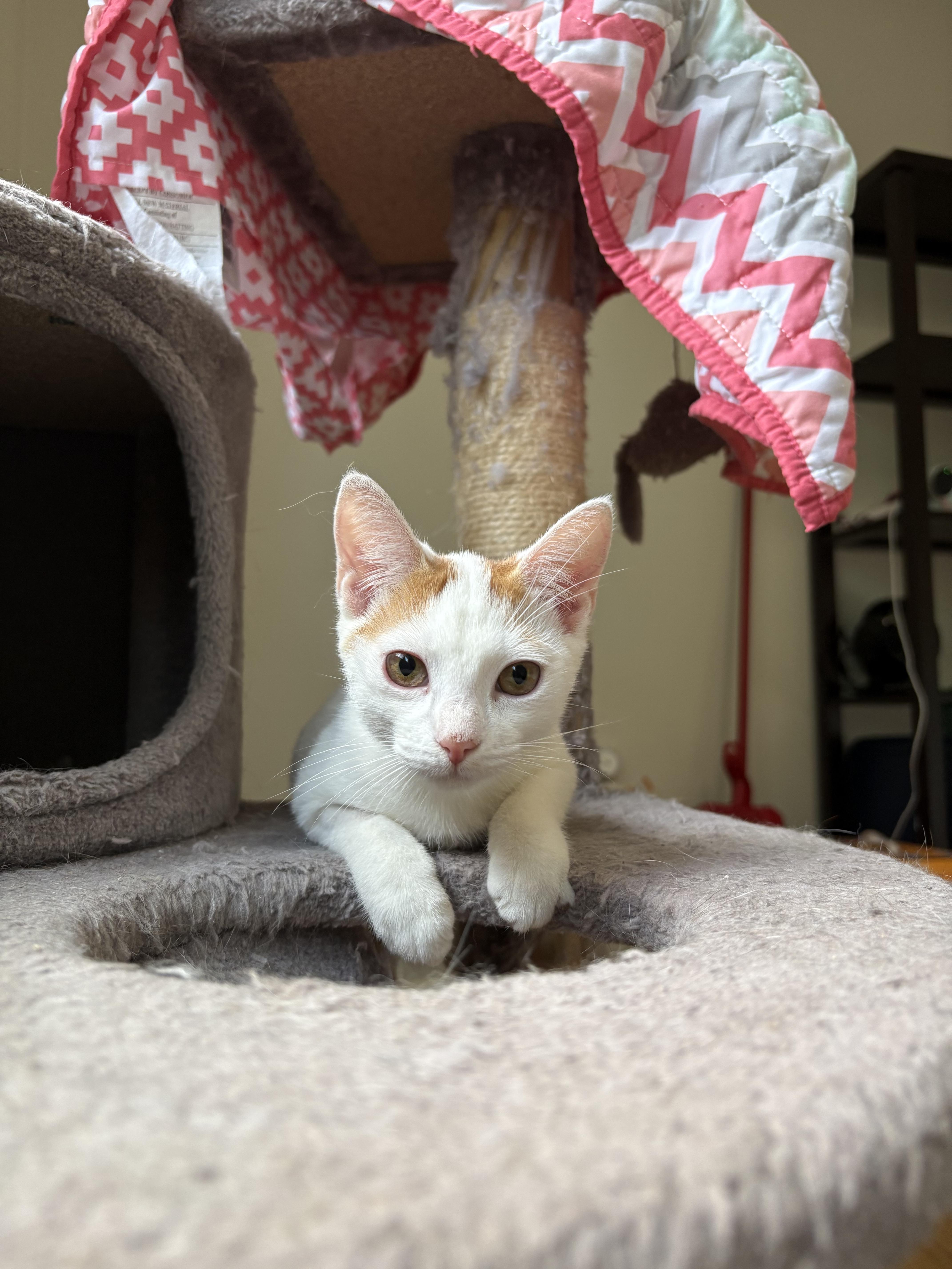 Enlarge Mango, a Adoptable Domestic Short Hair in Burlington, VT image 1/6