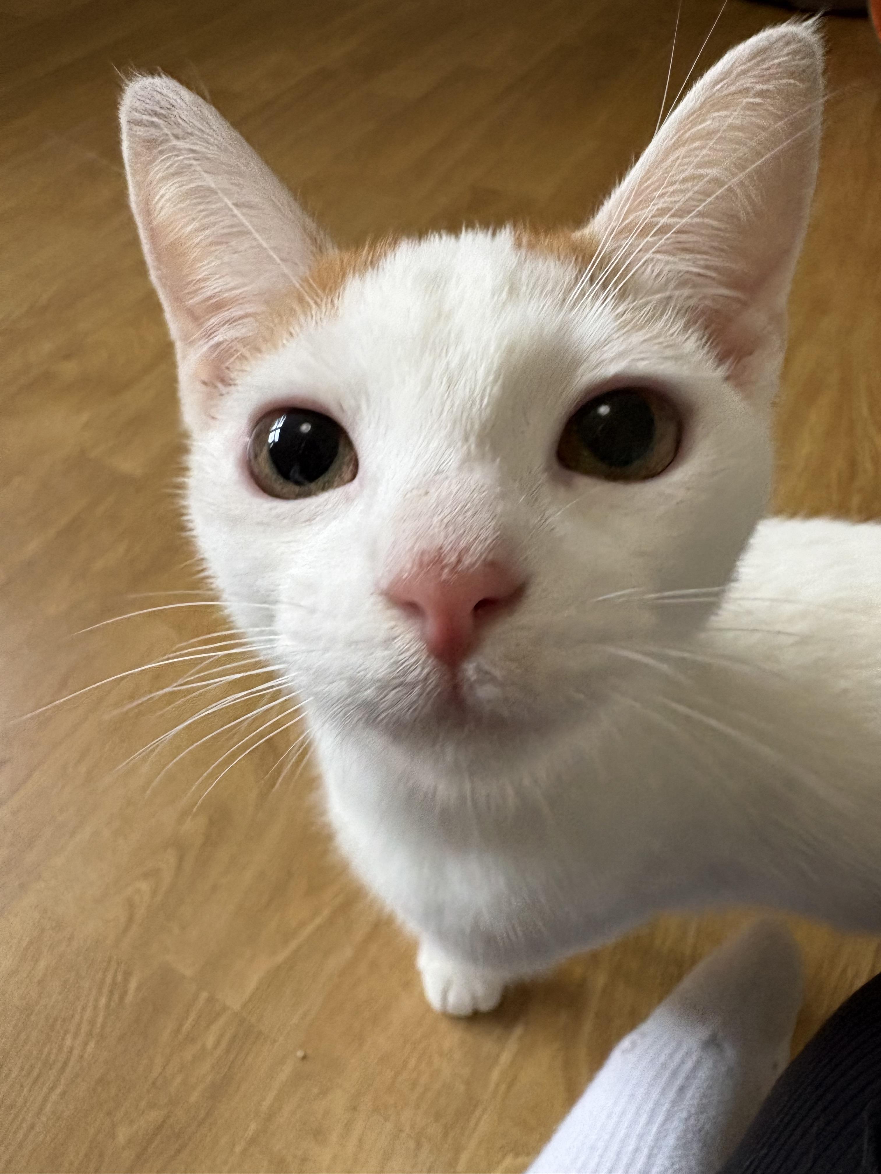 Enlarge Mango, a Adoptable Domestic Short Hair in Burlington, VT image 2/6