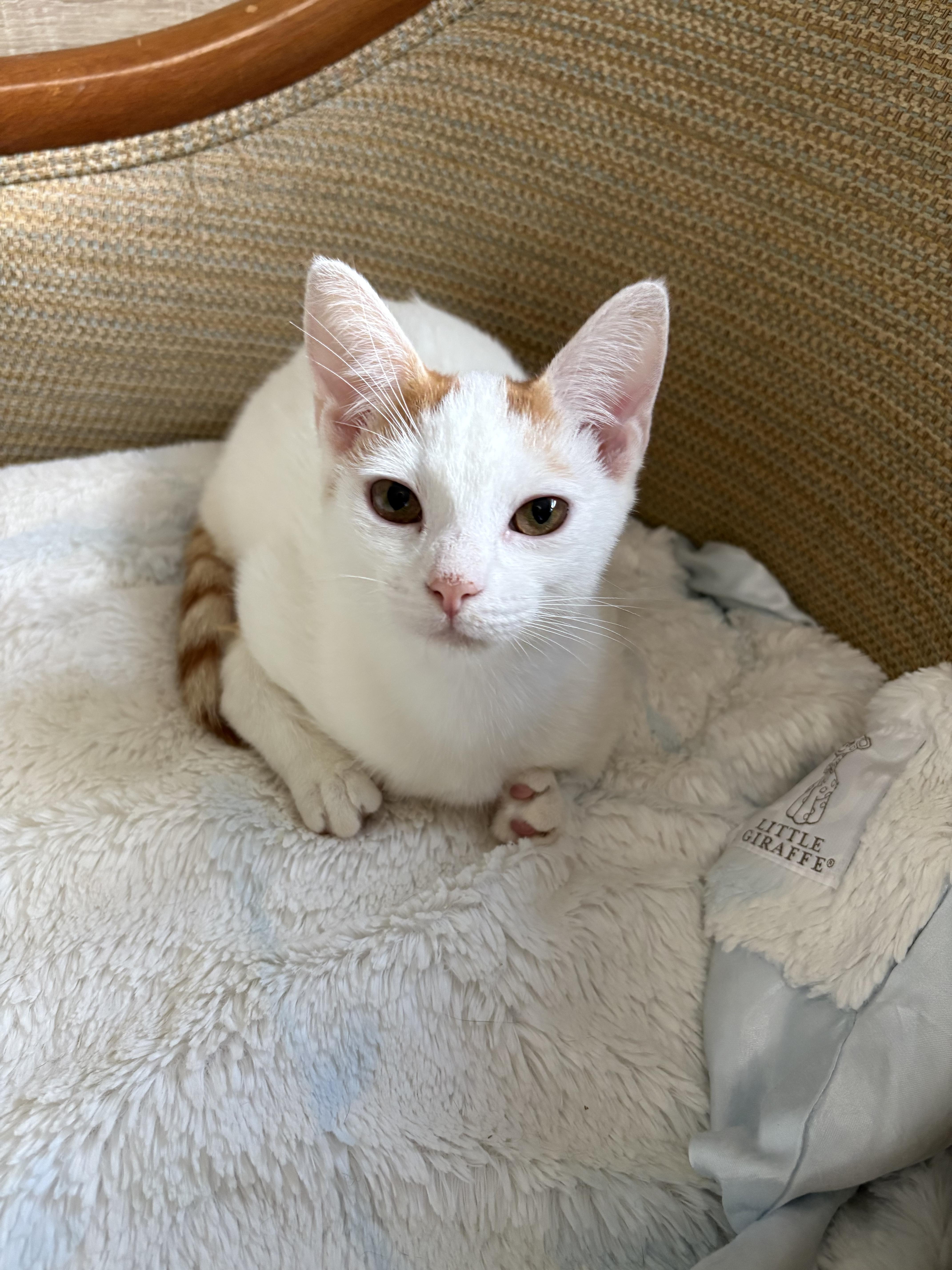 Enlarge Mango, a Adoptable Domestic Short Hair in Burlington, VT image 3/6