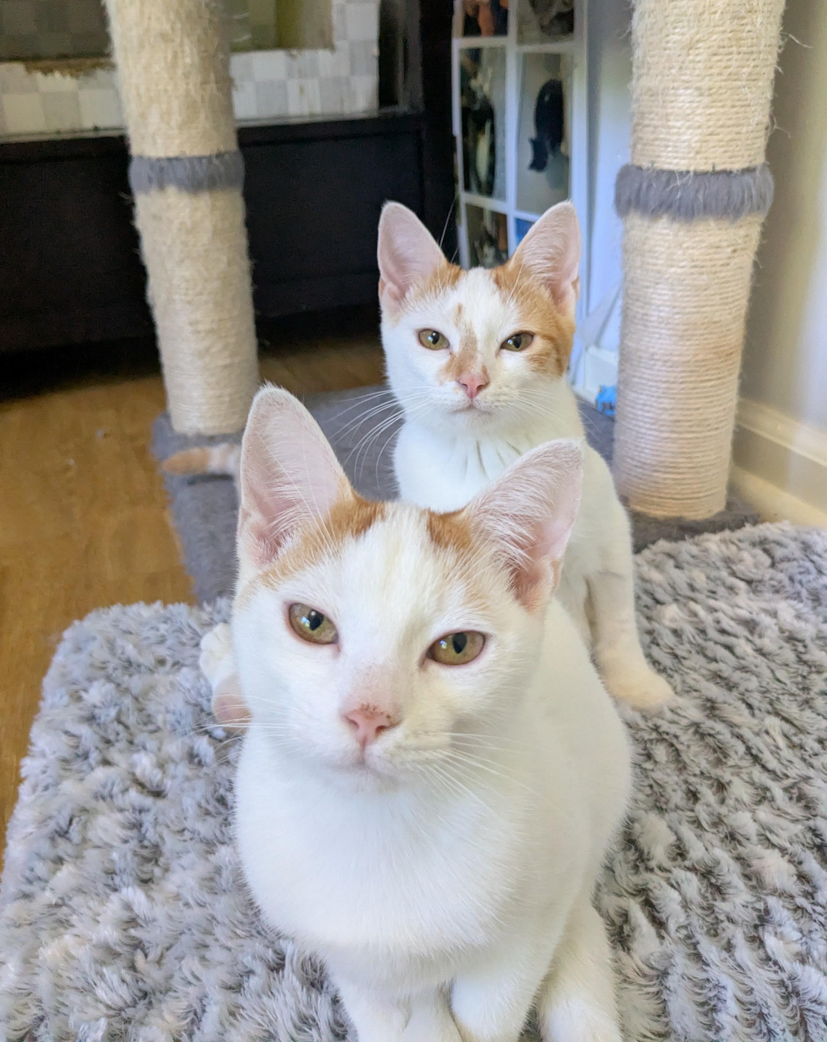 Enlarge Mango, a Adoptable Domestic Short Hair in Burlington, VT image 4/6