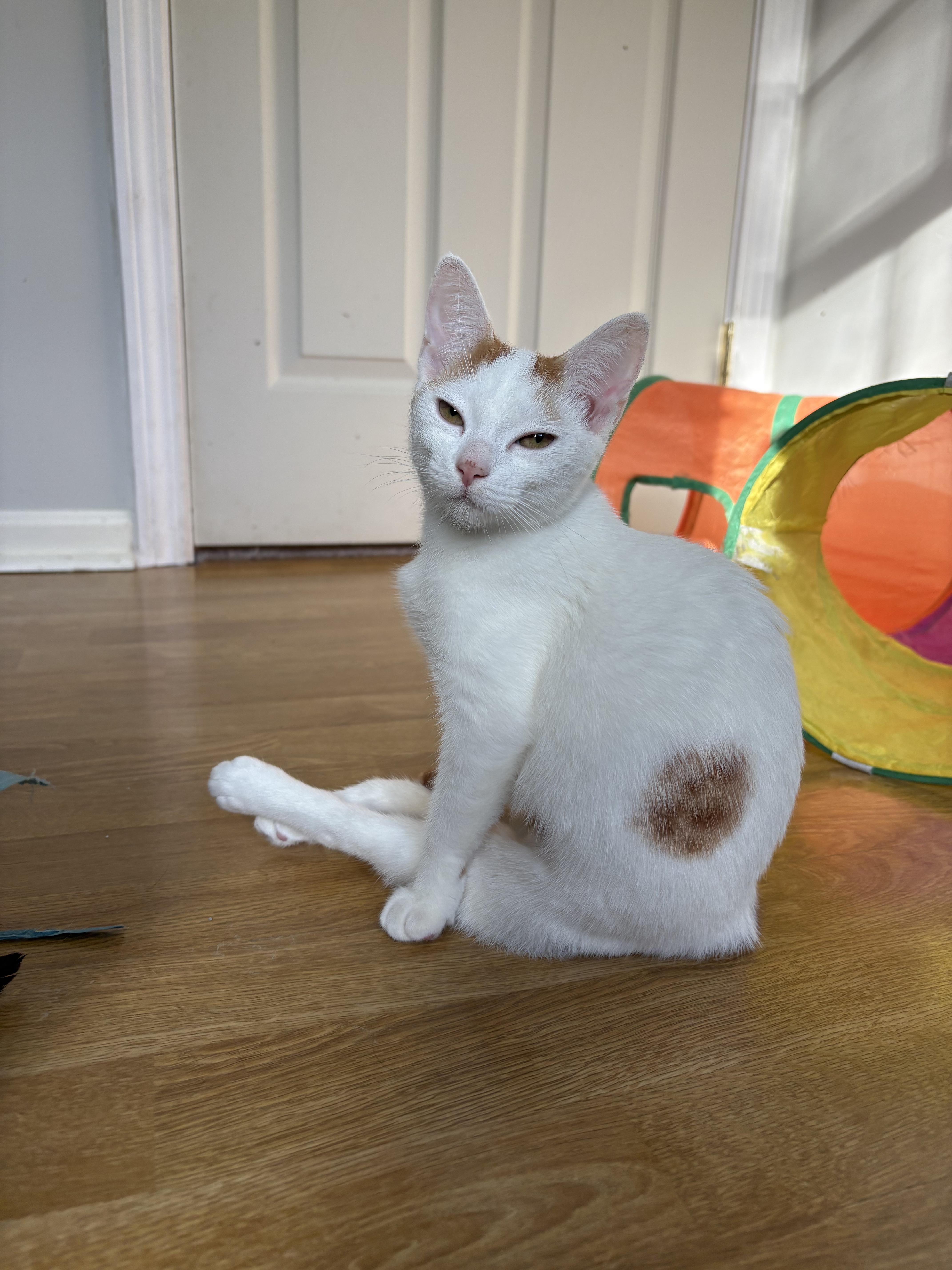 Enlarge Mango, a Adoptable Domestic Short Hair in Burlington, VT image 5/6