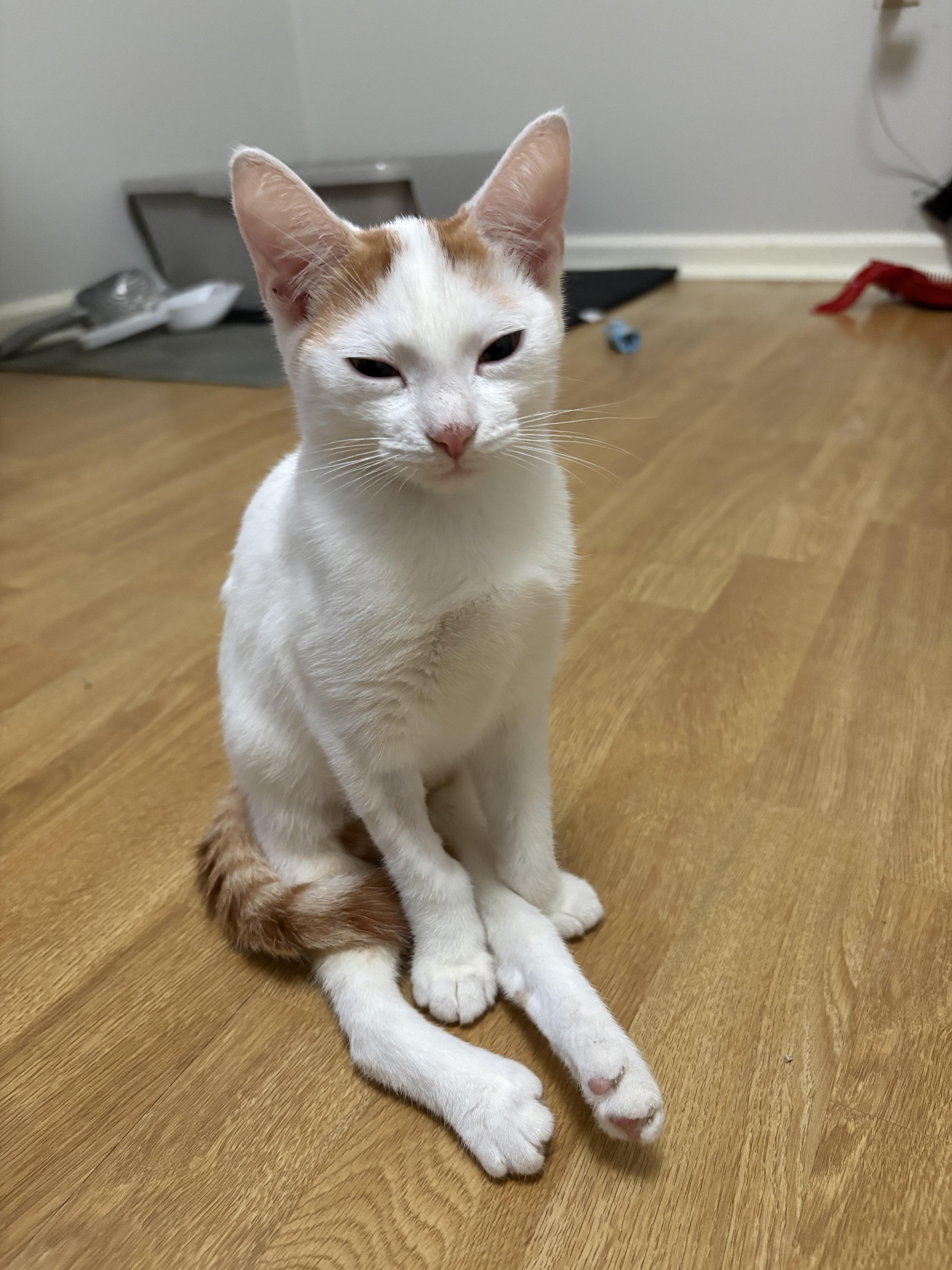 Enlarge Mango, a Adoptable Domestic Short Hair in Burlington, VT image 6/6
