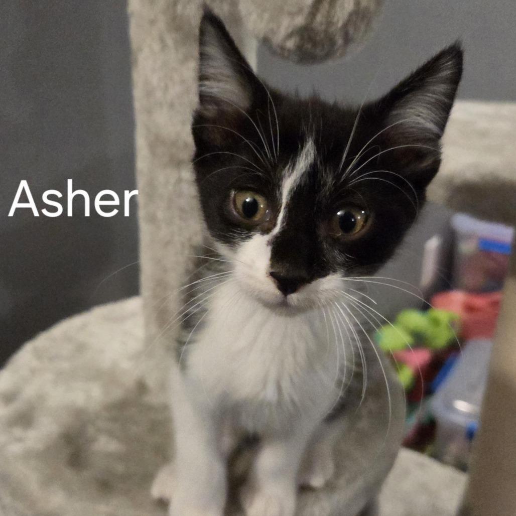 Asher, Adoptable, Kitten Male Domestic Short Hair.