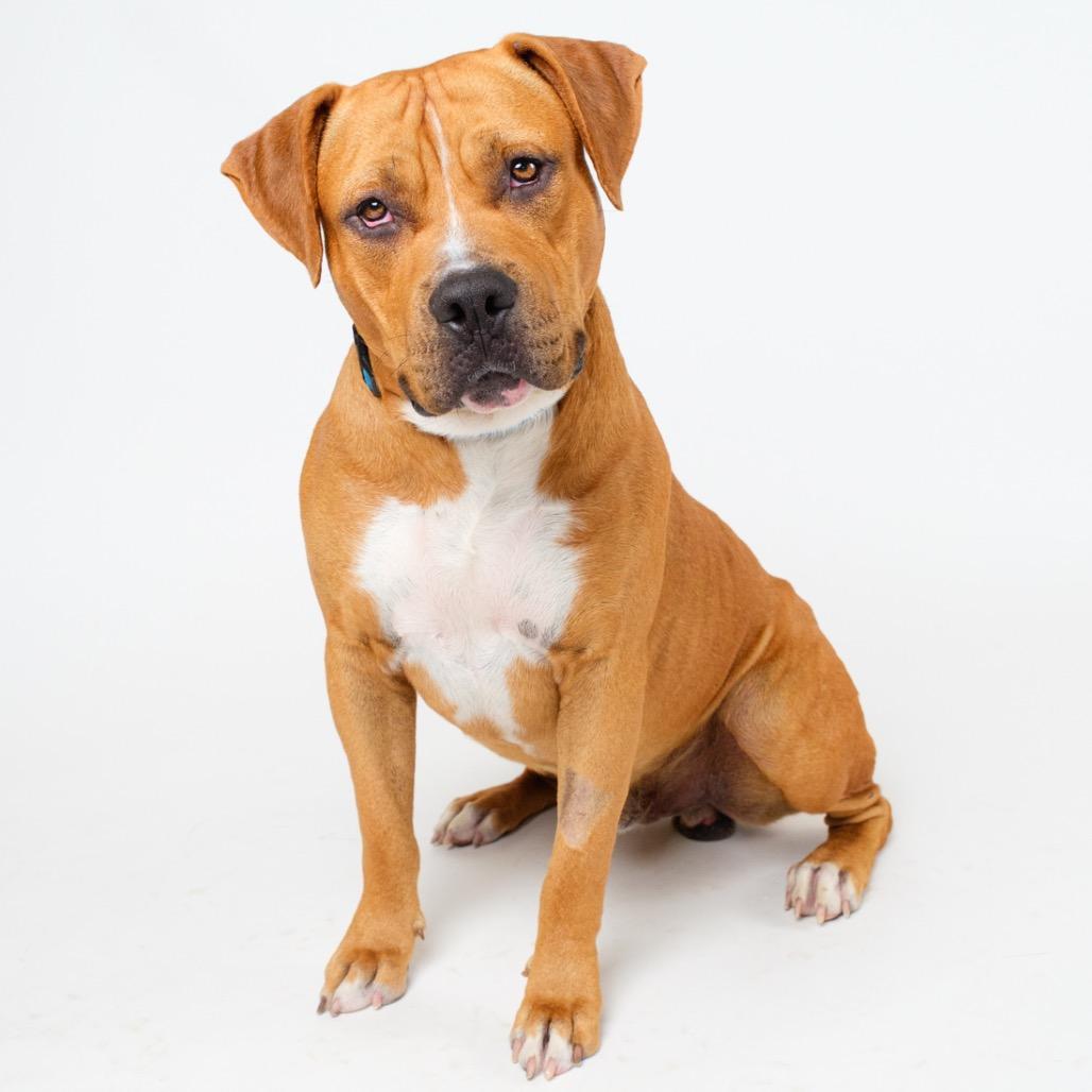 Enlarge Brick, a Adoptable Pit Bull Terrier in Palm Springs, CA image 1/2