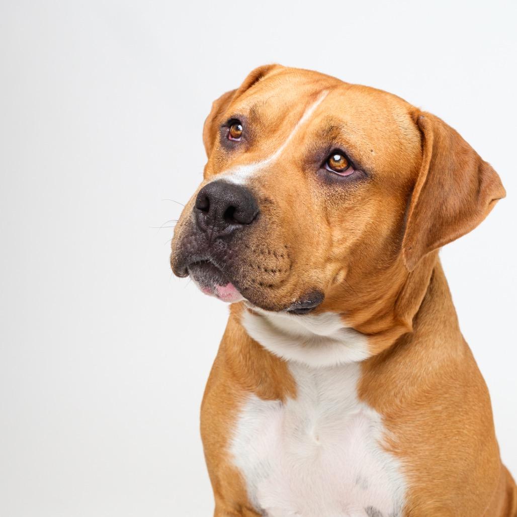 Enlarge Brick, a Adoptable Pit Bull Terrier in Palm Springs, CA image 2/2