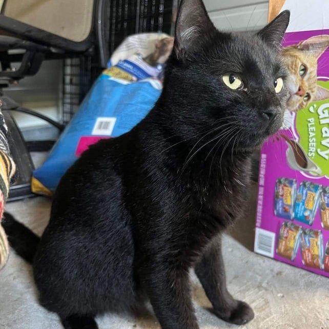 Rebound, a Adoptable Domestic Short Hair in Spring Hill, FL image 1/7