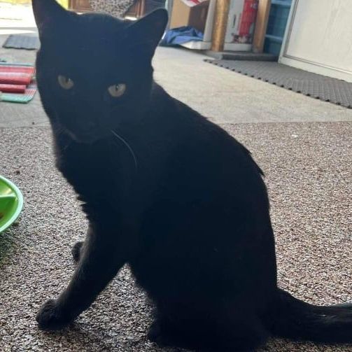 Rebound, a Adoptable Domestic Short Hair in Spring Hill, FL image 2/7