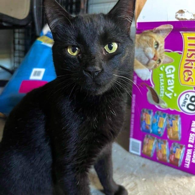 Rebound, Adoptable, Adult Male Domestic Short Hair.