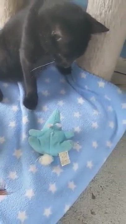 Enlarge Rebound, a Adoptable Domestic Short Hair in Spring Hill, FL video 7/7