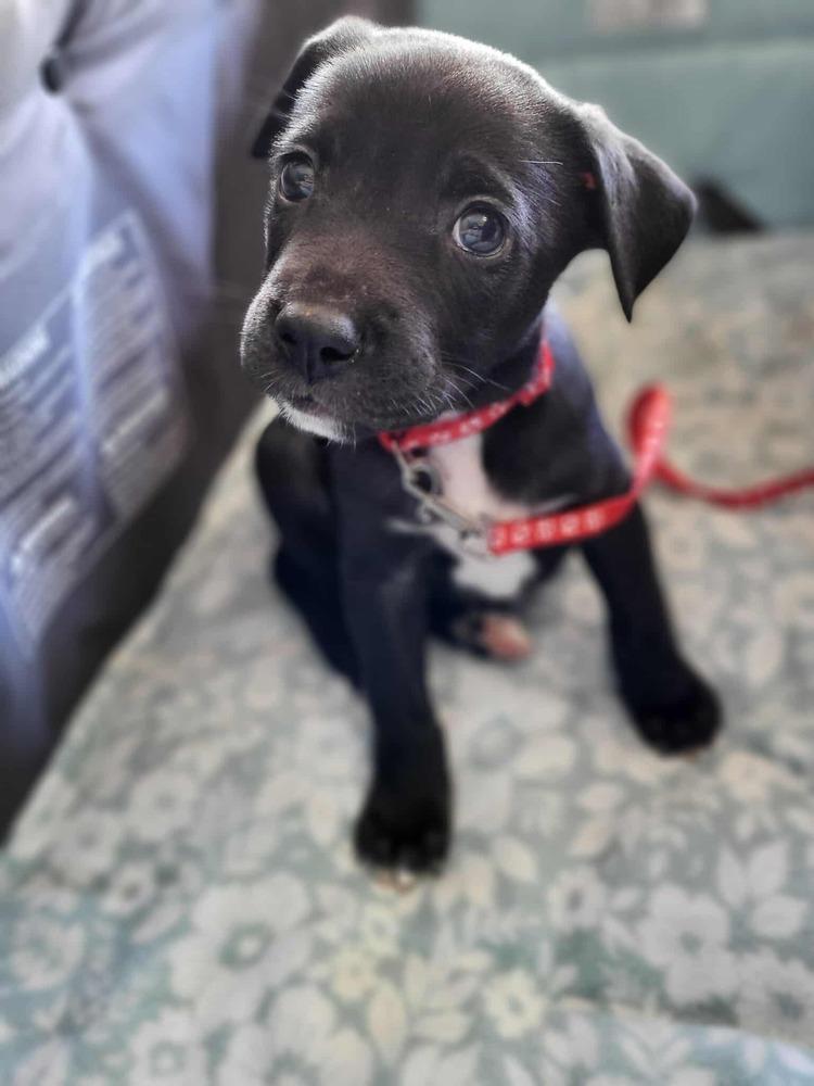 Sweet Candy Kitkat Red thumbnail 2