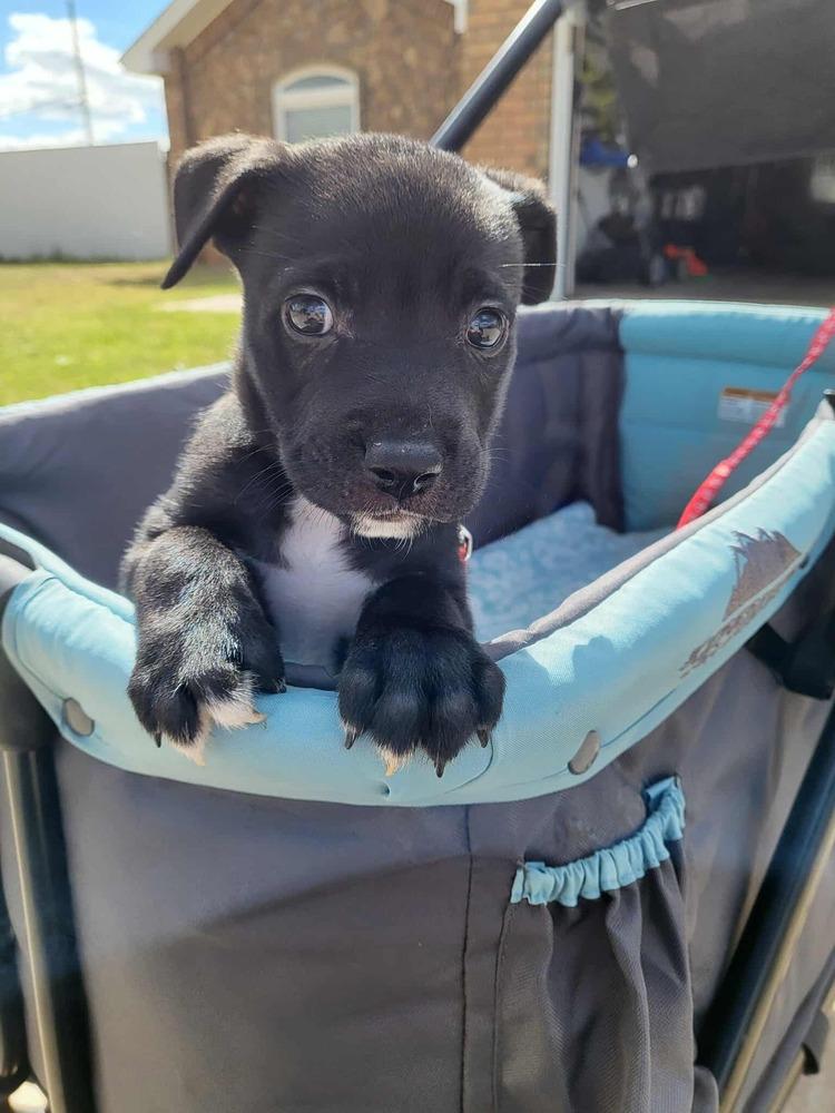 Sweet Candy Kitkat Red thumbnail 3