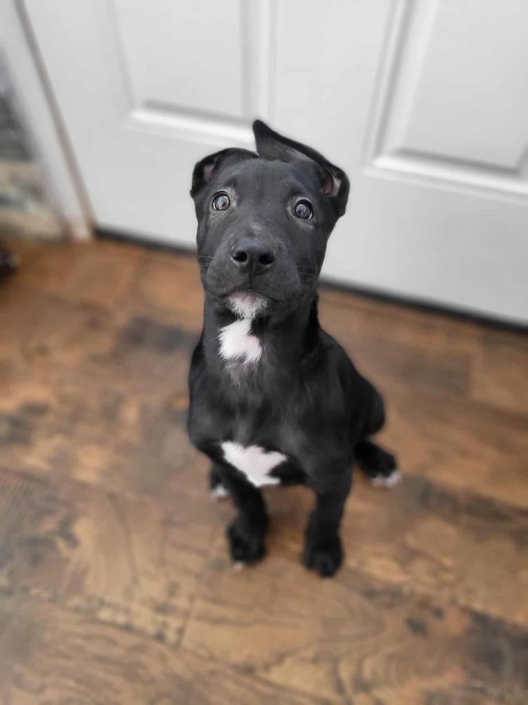 Sweet Candy Kitkat Red thumbnail 4