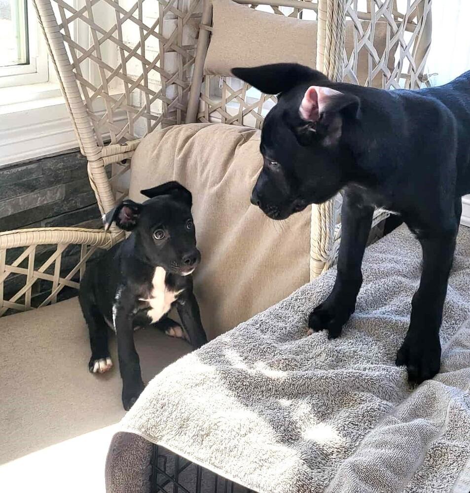 Sweet Candy Kitkat Red thumbnail 6