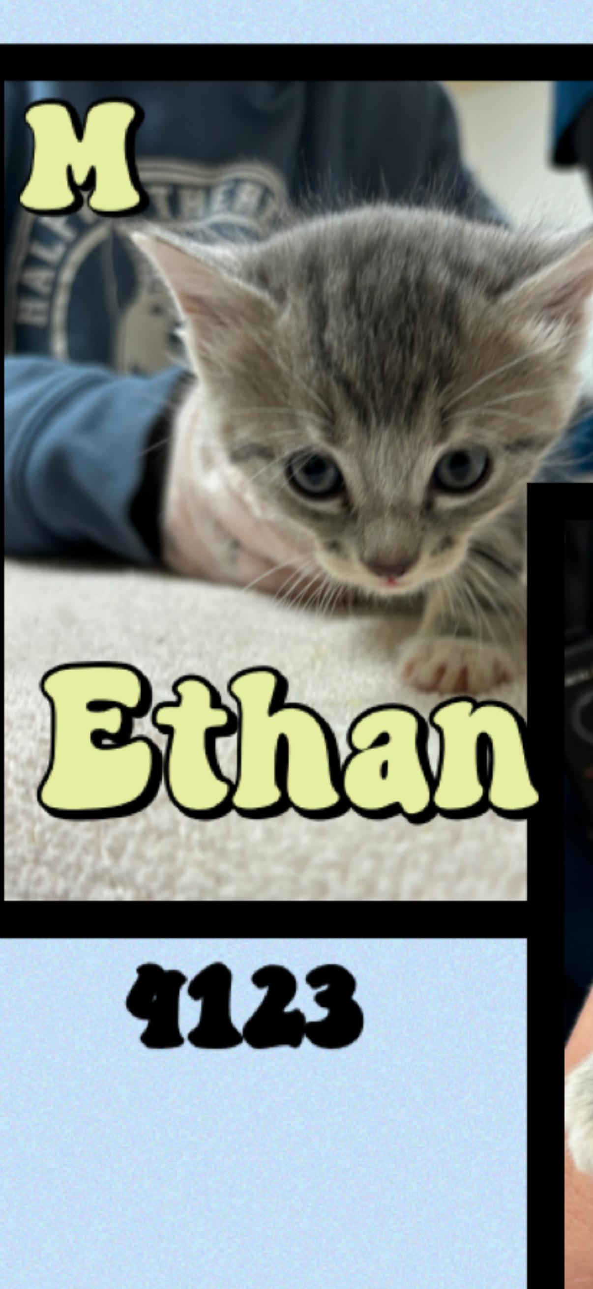 Ethan, adopted, Kitten Male Domestic Short Hair.