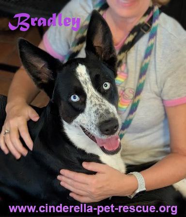 Bradley, a Adoptable mixed breed in Mission, TX image 2/6