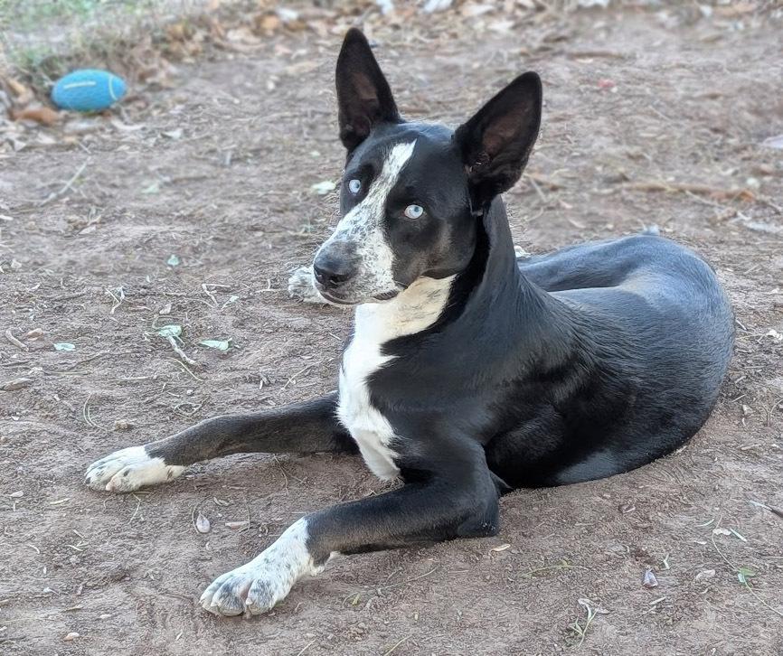 Bradley, a Adoptable mixed breed in Mission, TX image 3/6