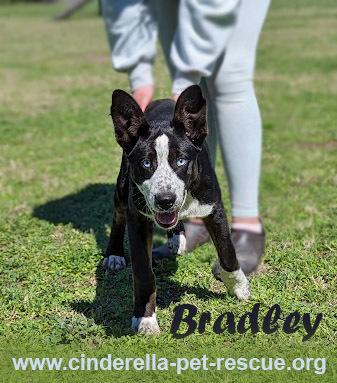 Bradley, a Adoptable mixed breed in Mission, TX image 4/6
