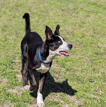 Bradley, a Adoptable mixed breed in Mission, TX image 5/6
