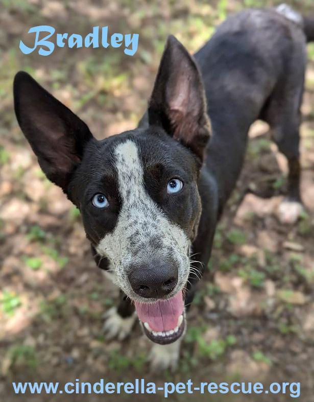 Bradley, a Adoptable mixed breed in Mission, TX image 6/6