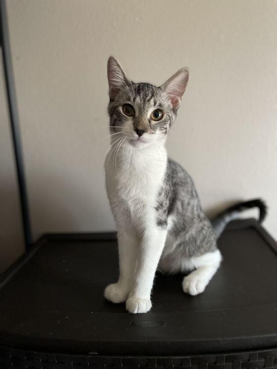 Leo, Adopted, Adult Female Domestic Short Hair.