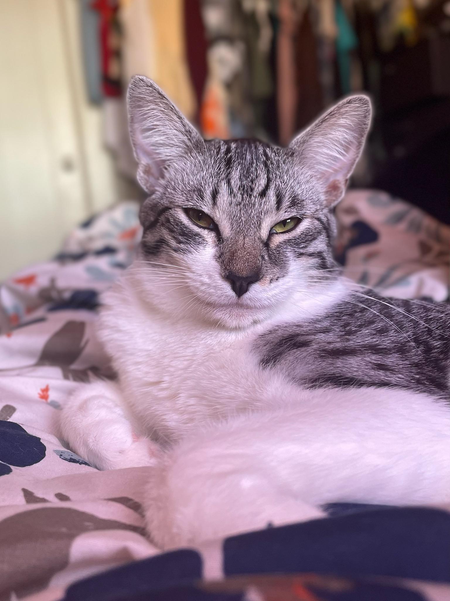 Enlarge Leo, a Adopted Domestic Short Hair in Long Beach, CA image 3/6