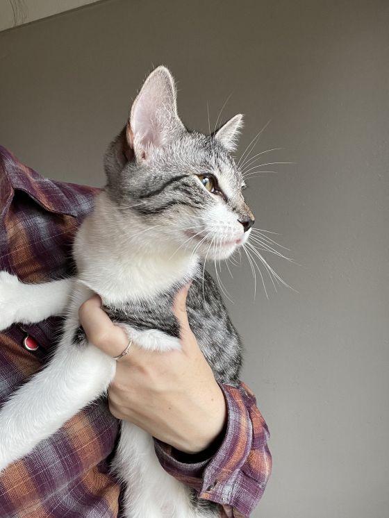 Enlarge Leo, a Adopted Domestic Short Hair in Long Beach, CA image 4/6