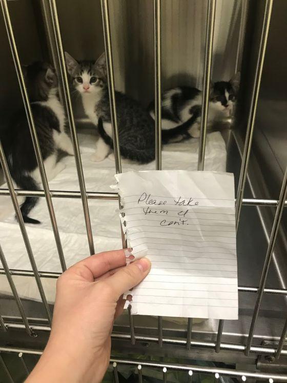 Enlarge Leo, a Adopted Domestic Short Hair in Long Beach, CA image 6/6