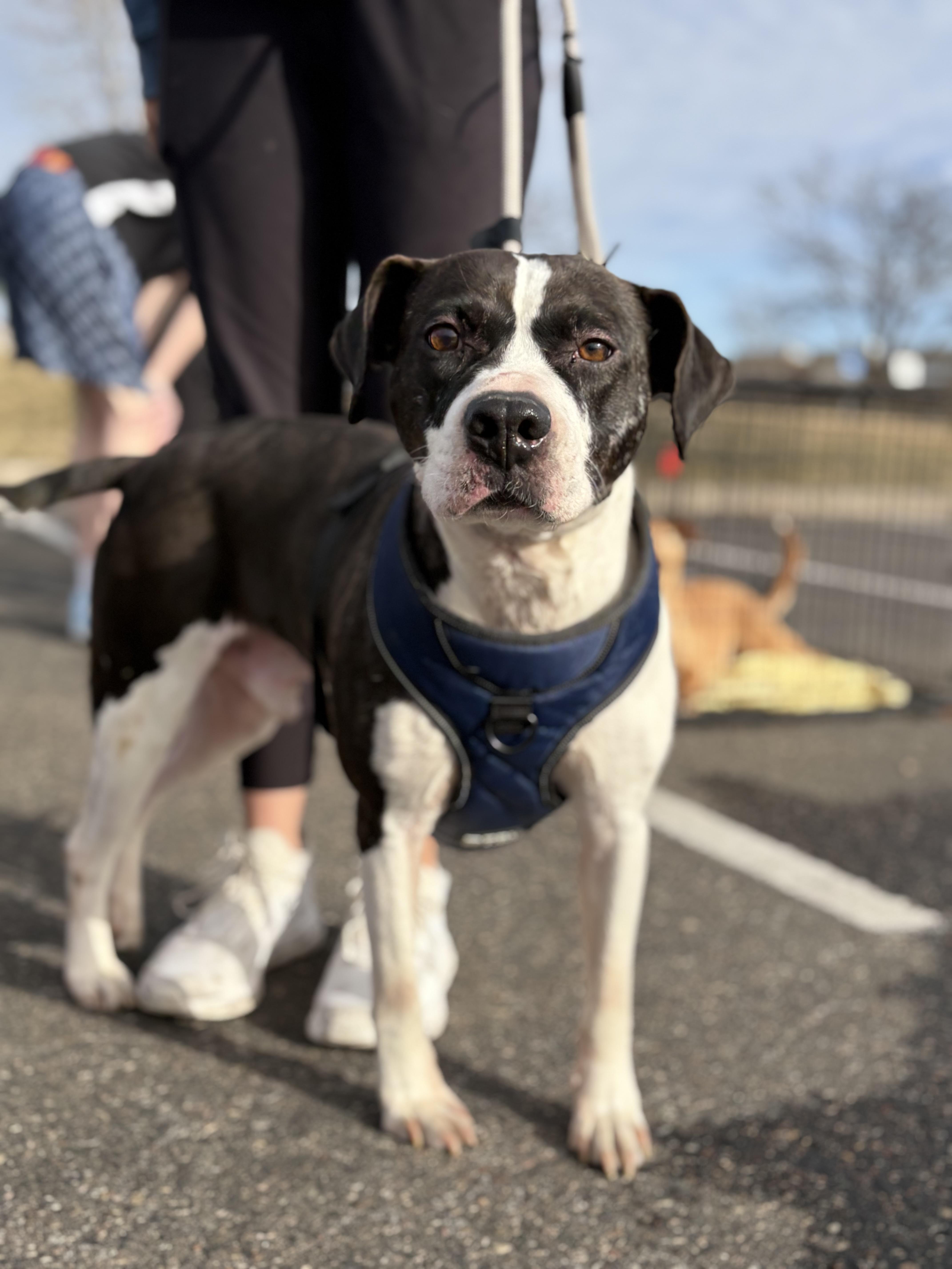 Clyde, Adoptable, Adult Male Pit Bull Terrier.