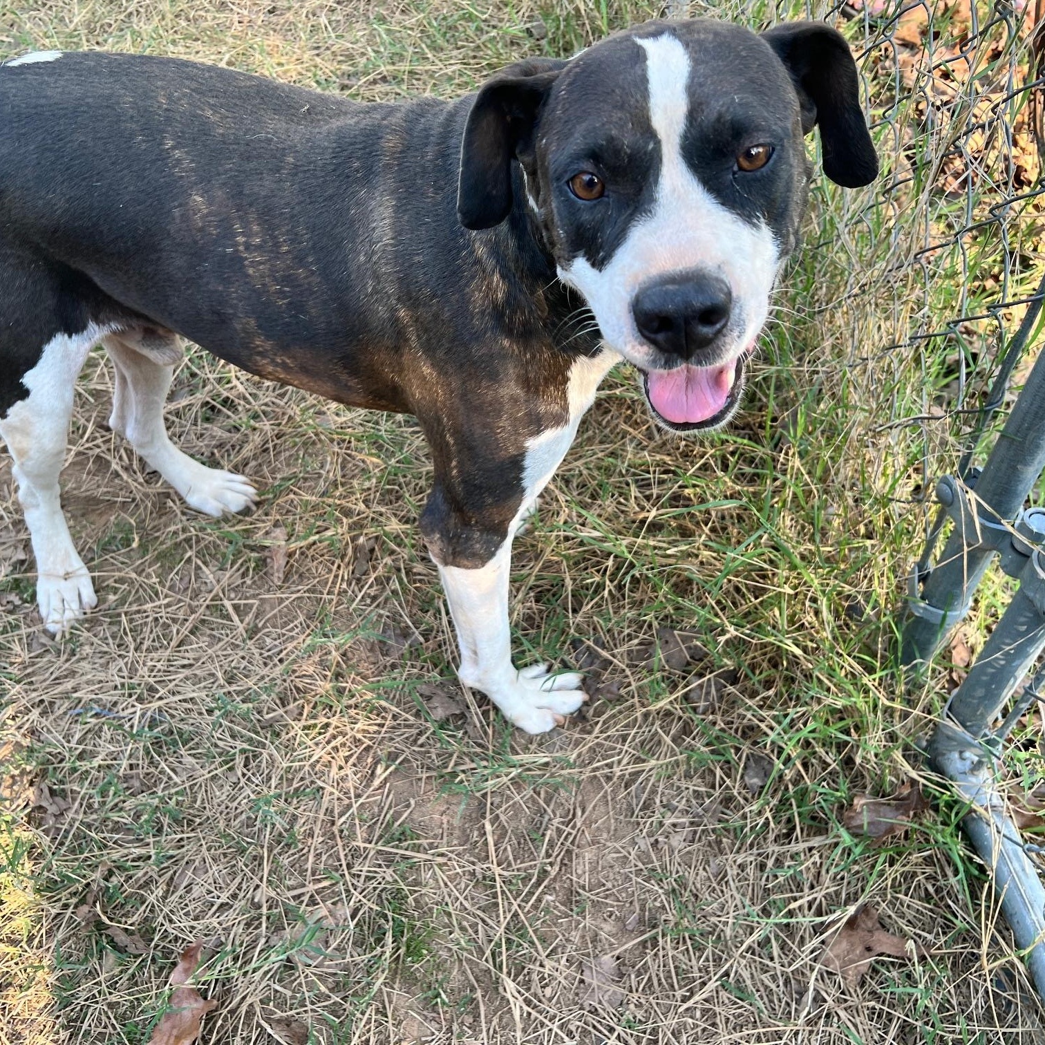 Enlarge Clyde, a Adoptable mixed breed in Zimmerman, MN image 2/3