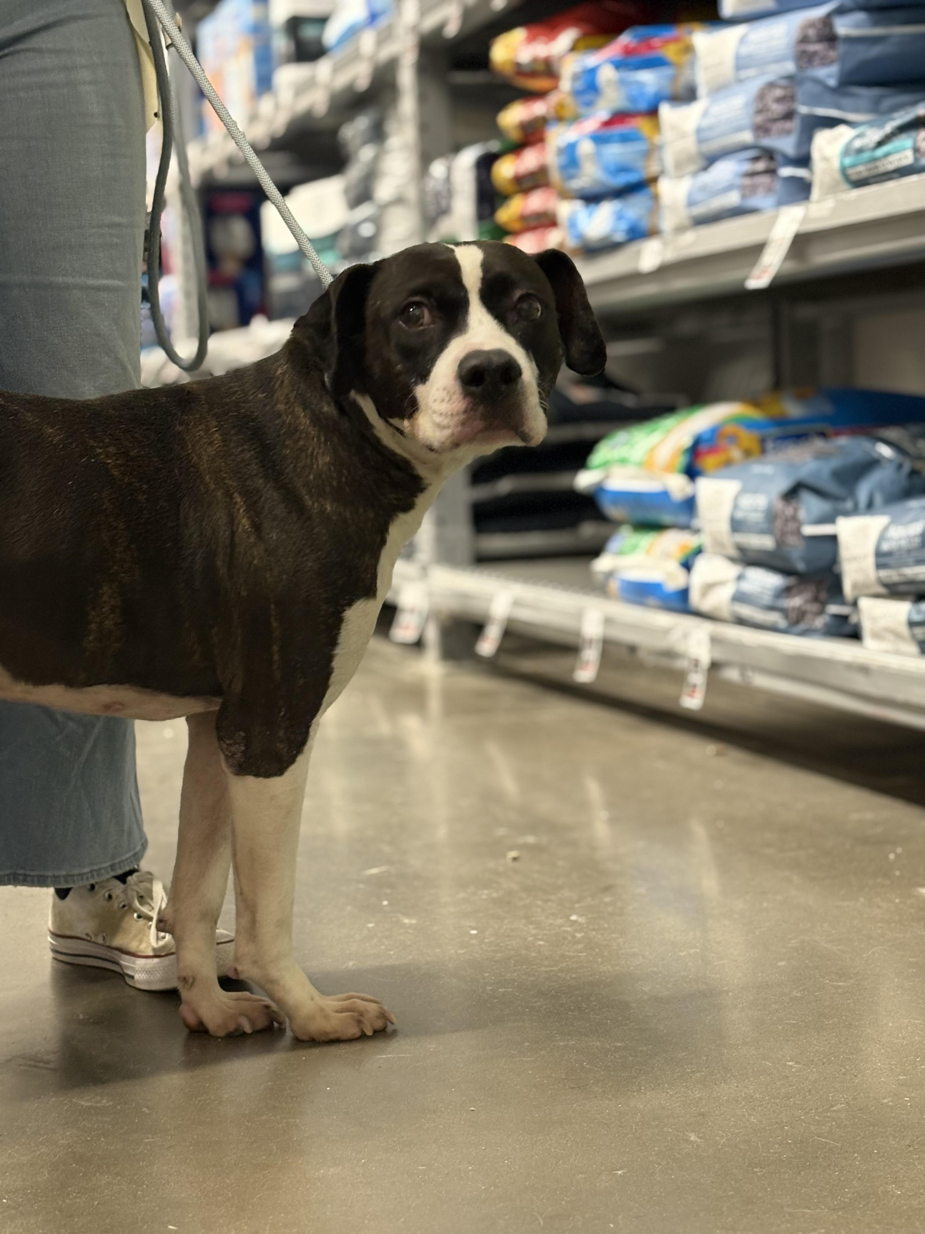 Enlarge Clyde, a Adoptable mixed breed in Zimmerman, MN image 1/3