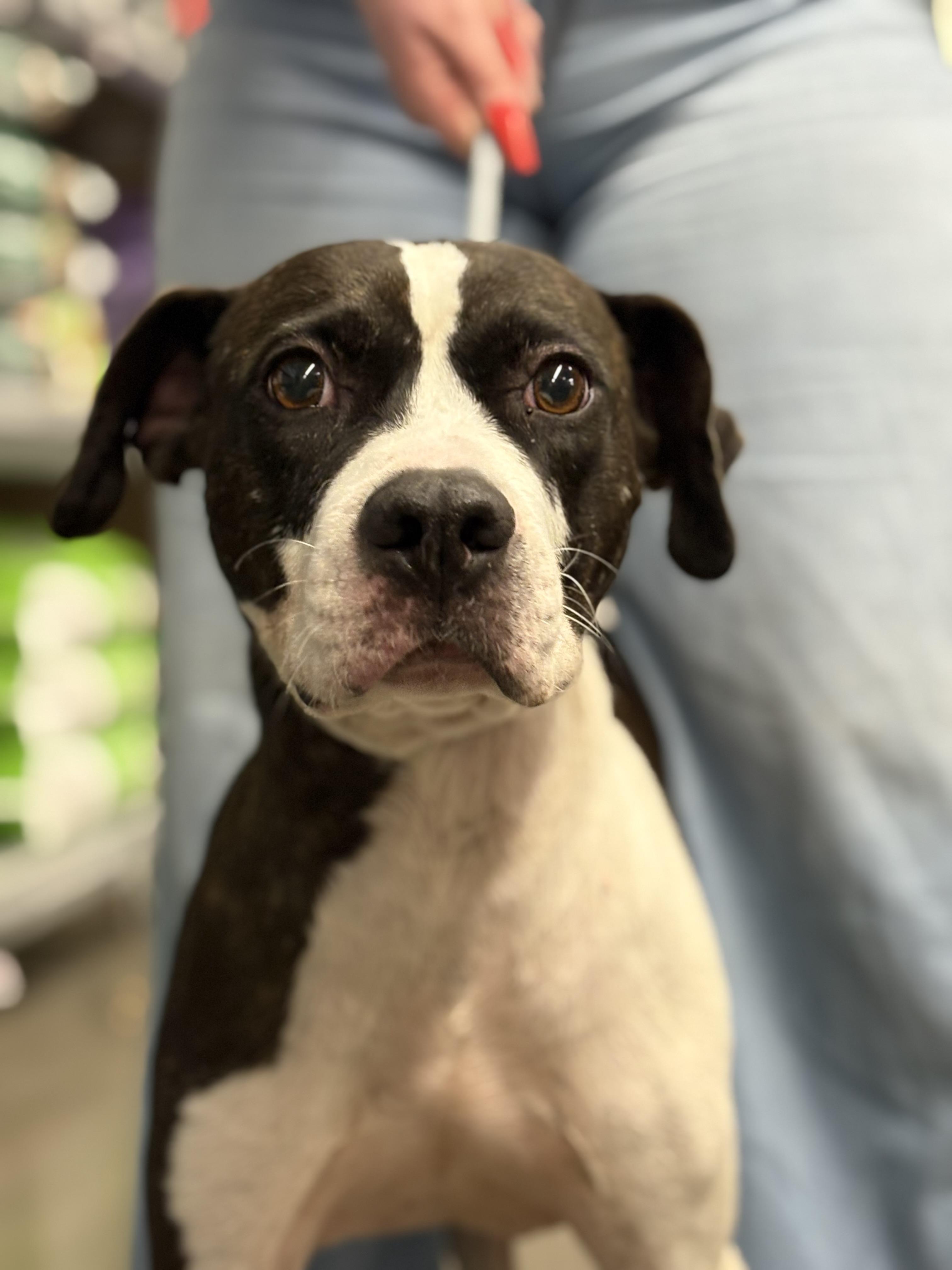 Enlarge Clyde, a Adoptable mixed breed in Zimmerman, MN image 3/3