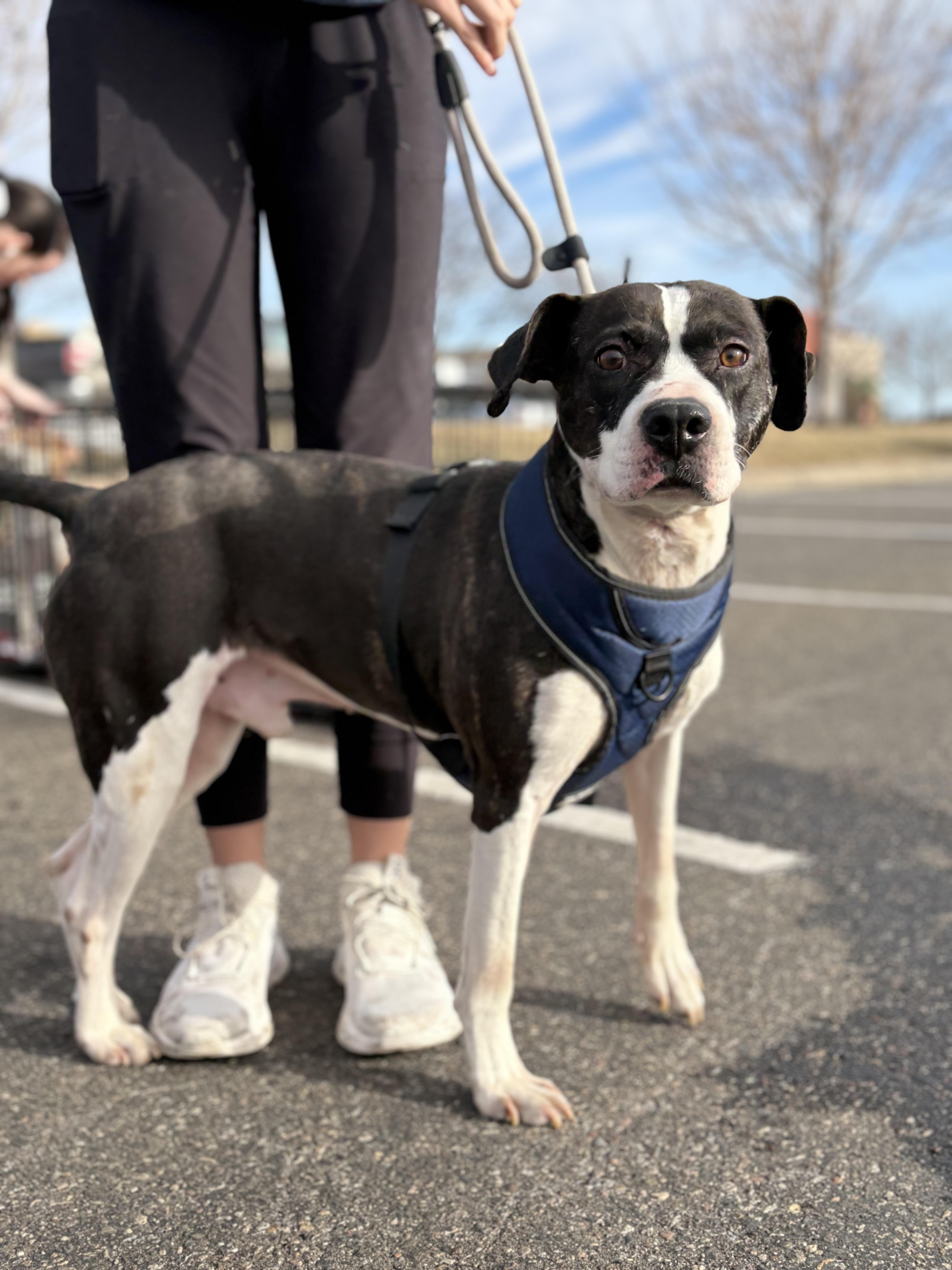 Enlarge Clyde, a Adoptable mixed breed in Zimmerman, MN image 5/5