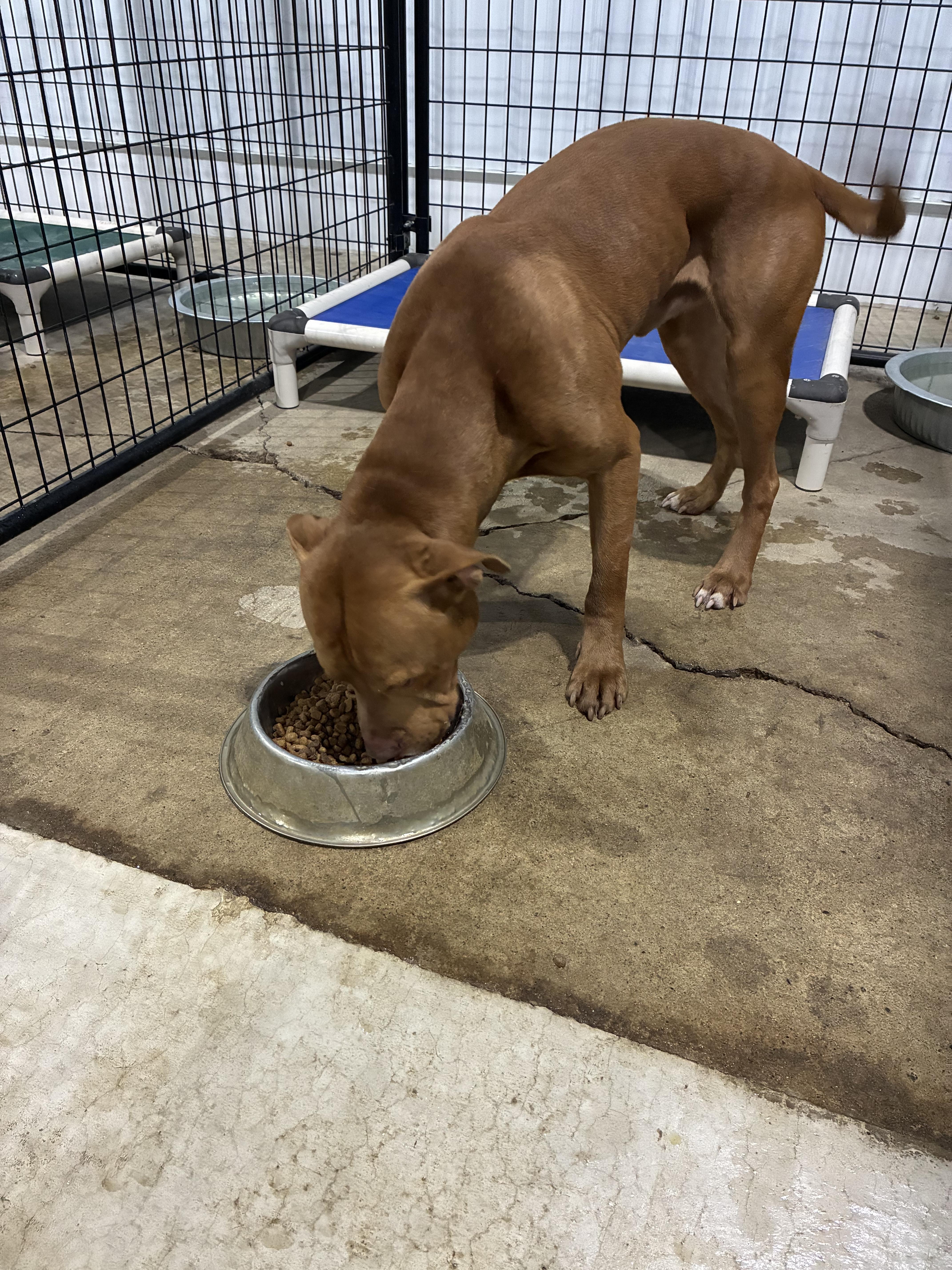 Enlarge Randy - Pull Fee Sponsored, a Adopted Mixed Breed in St Henry, OH image 1/2