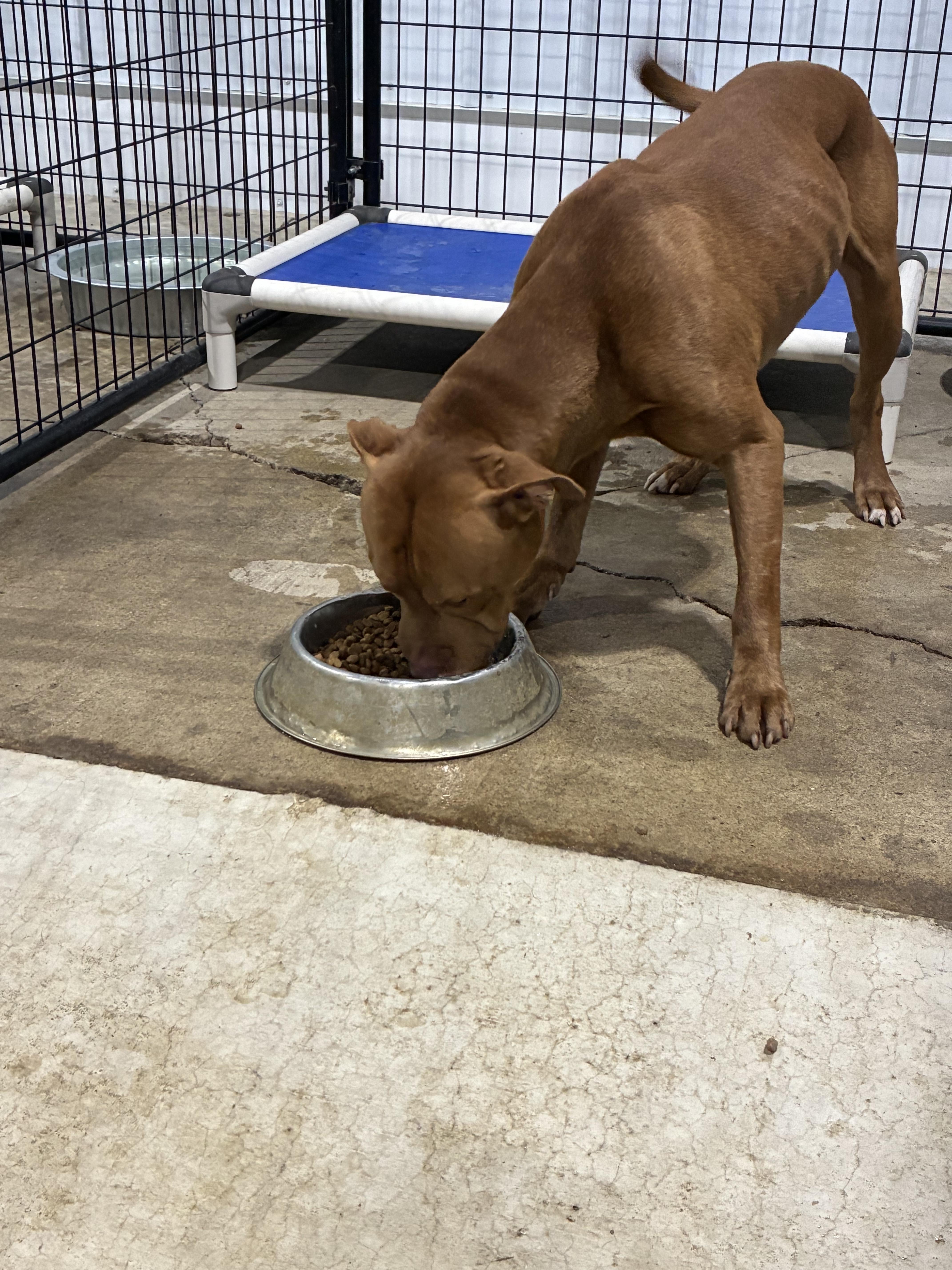 Enlarge Randy - Pull Fee Sponsored, a Adopted Mixed Breed in St Henry, OH image 2/2