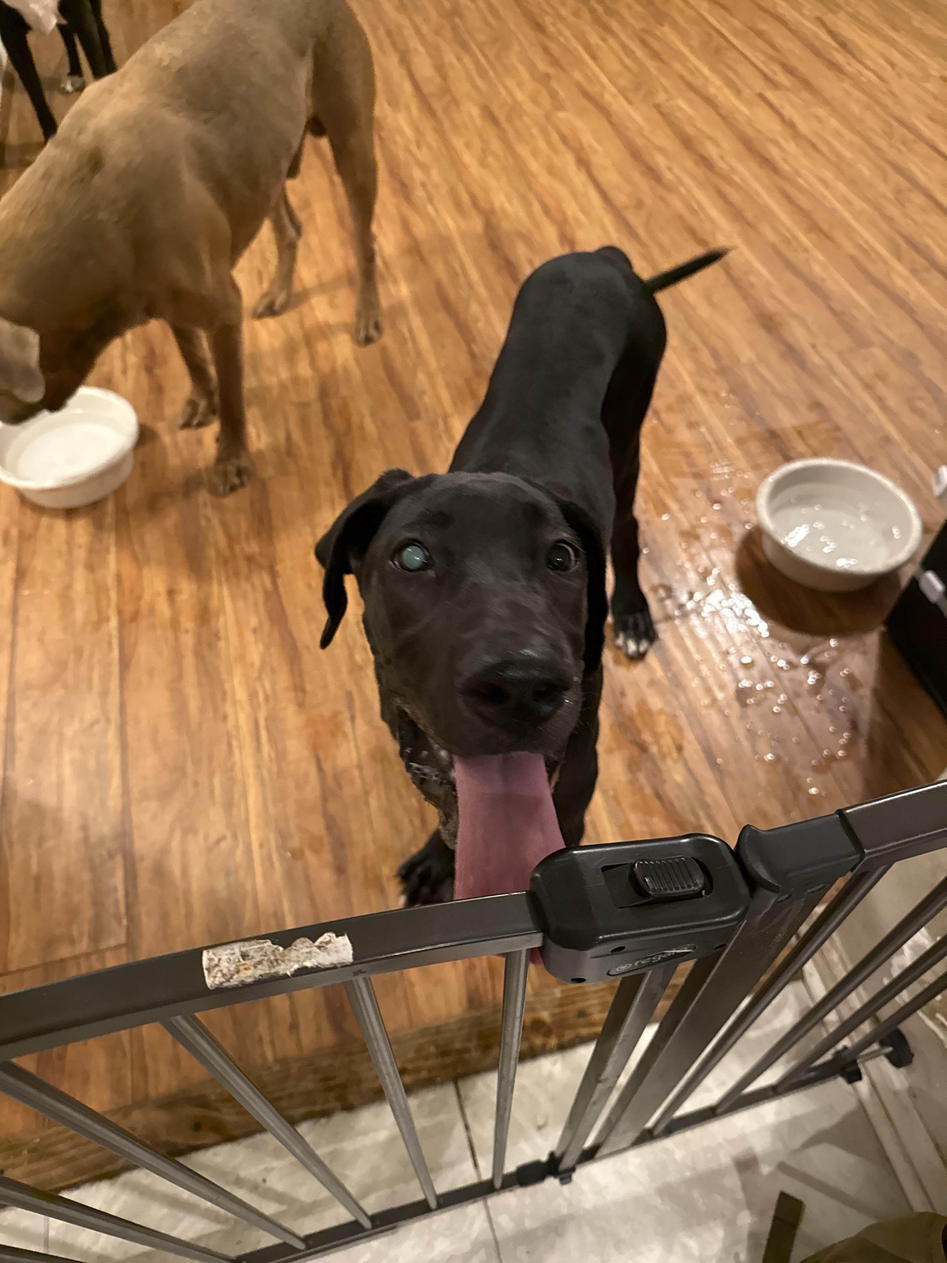 Enlarge Moose nka Zeke, an adopted Great Dane in Pensacola, FL image 1/1