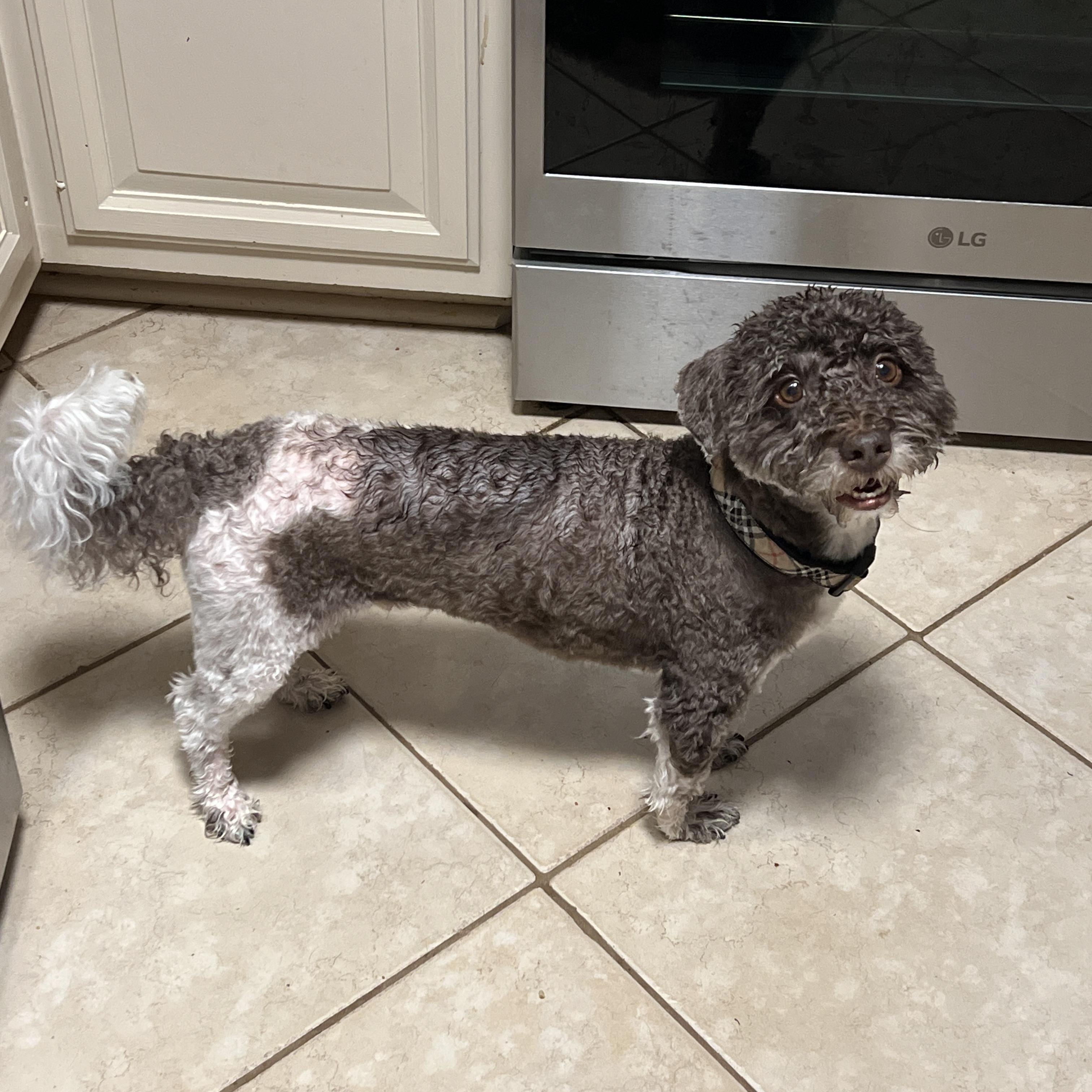 Verdi, an adopted mixed breed in High Point, NC image 3/3