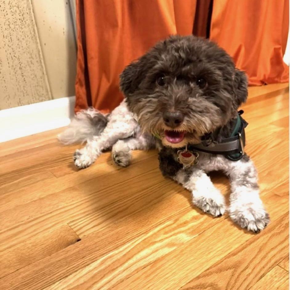 Verdi, an adopted mixed breed in High Point, NC image 2/3