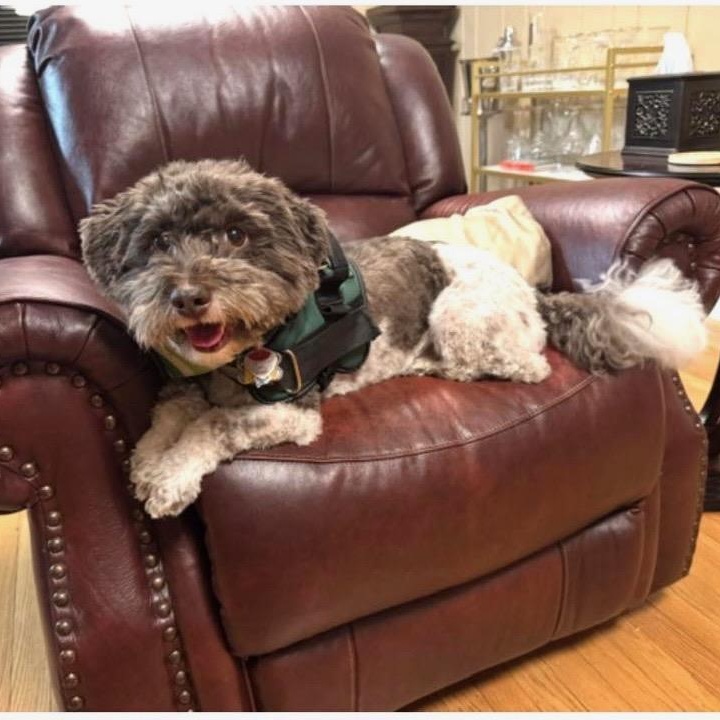 Verdi, adopted, Adult Male Havanese & Poodle.