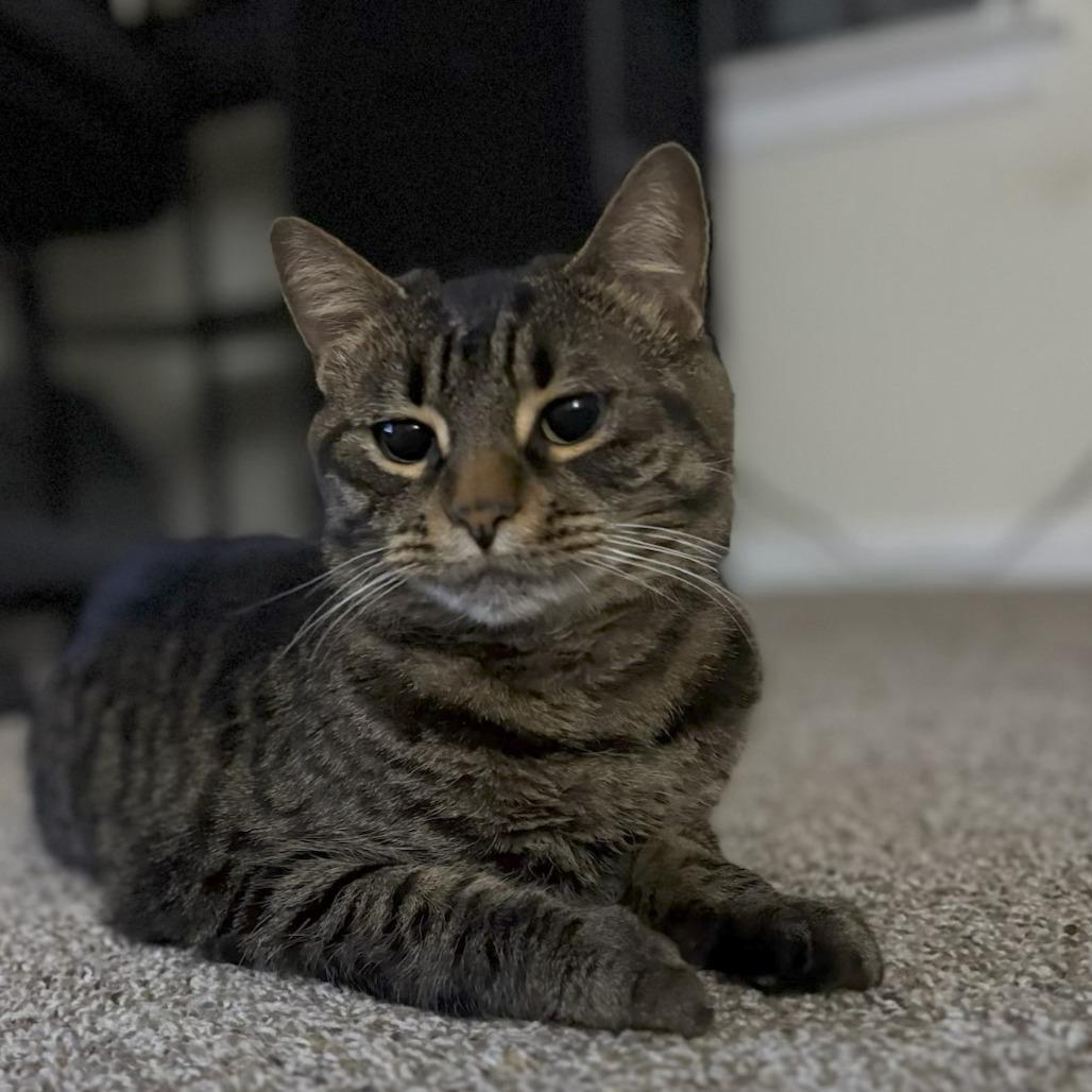 Olive, Adoptable, Adult Female Domestic Short Hair.